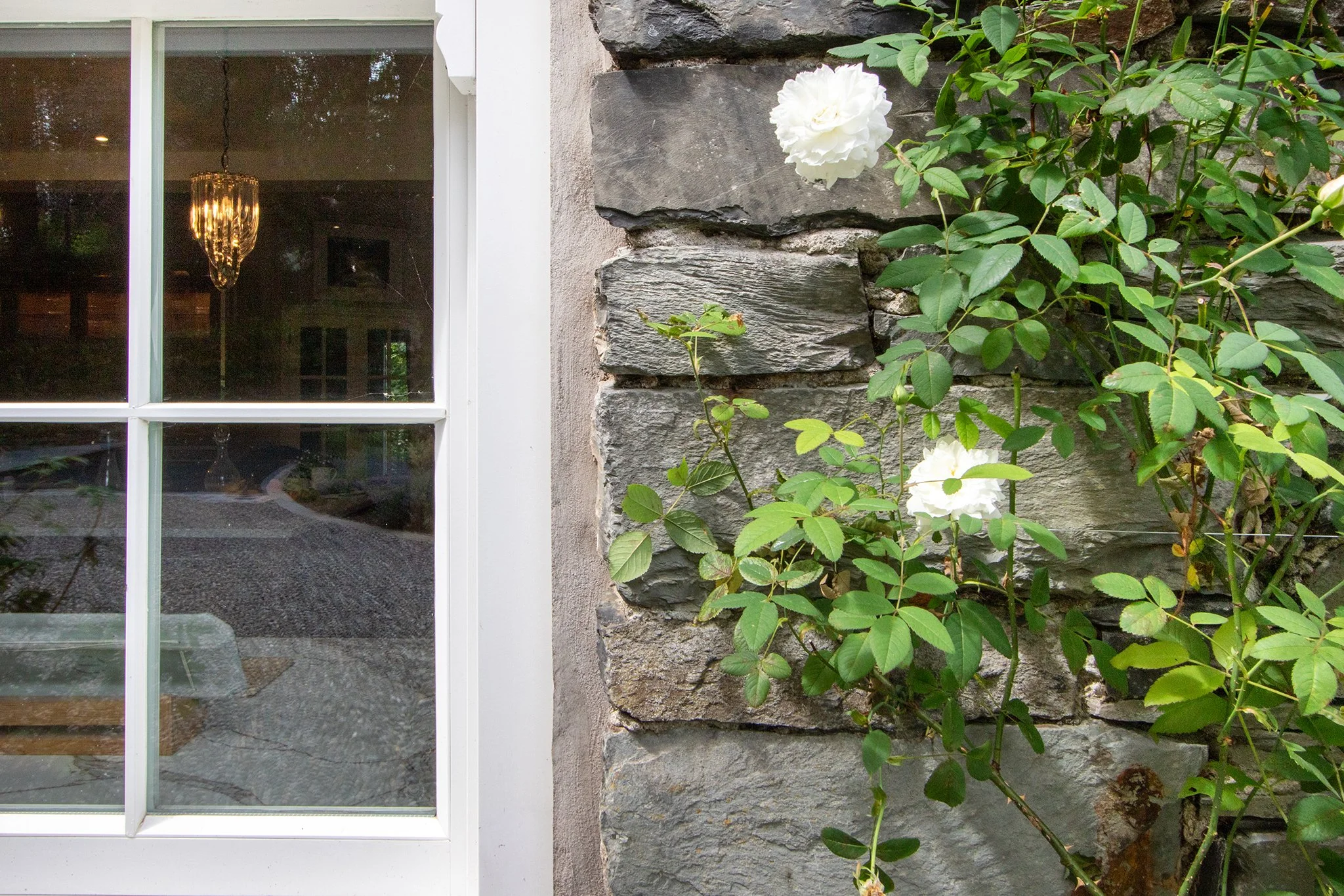 Outside view of a window with a white frame and grid, and a stone wall with green leafy plant and white flowers growing on it