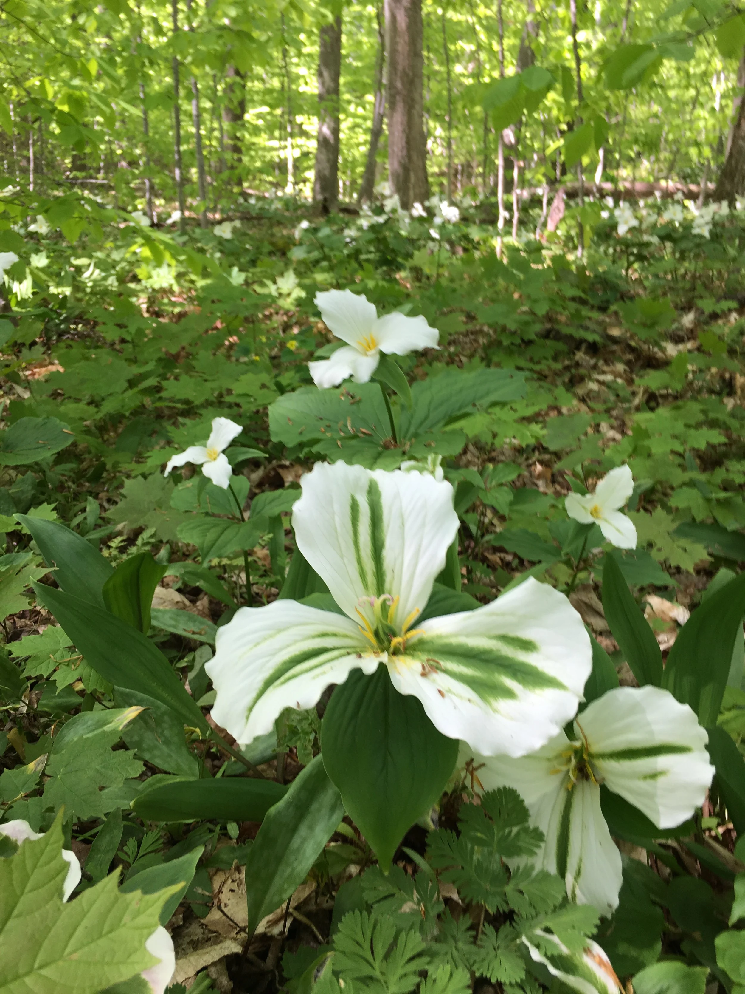 White flowers with green streaks in a forest setting, surrounded by green leaves and trees.