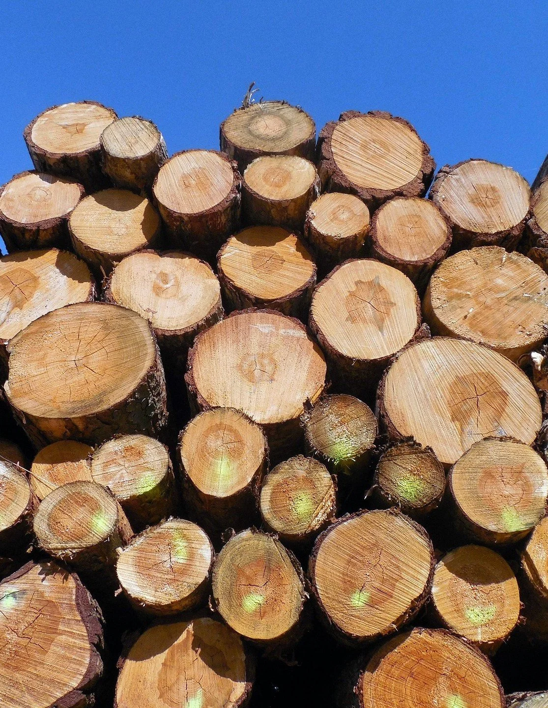 A stack of cut tree logs viewed from below against a clear blue sky.