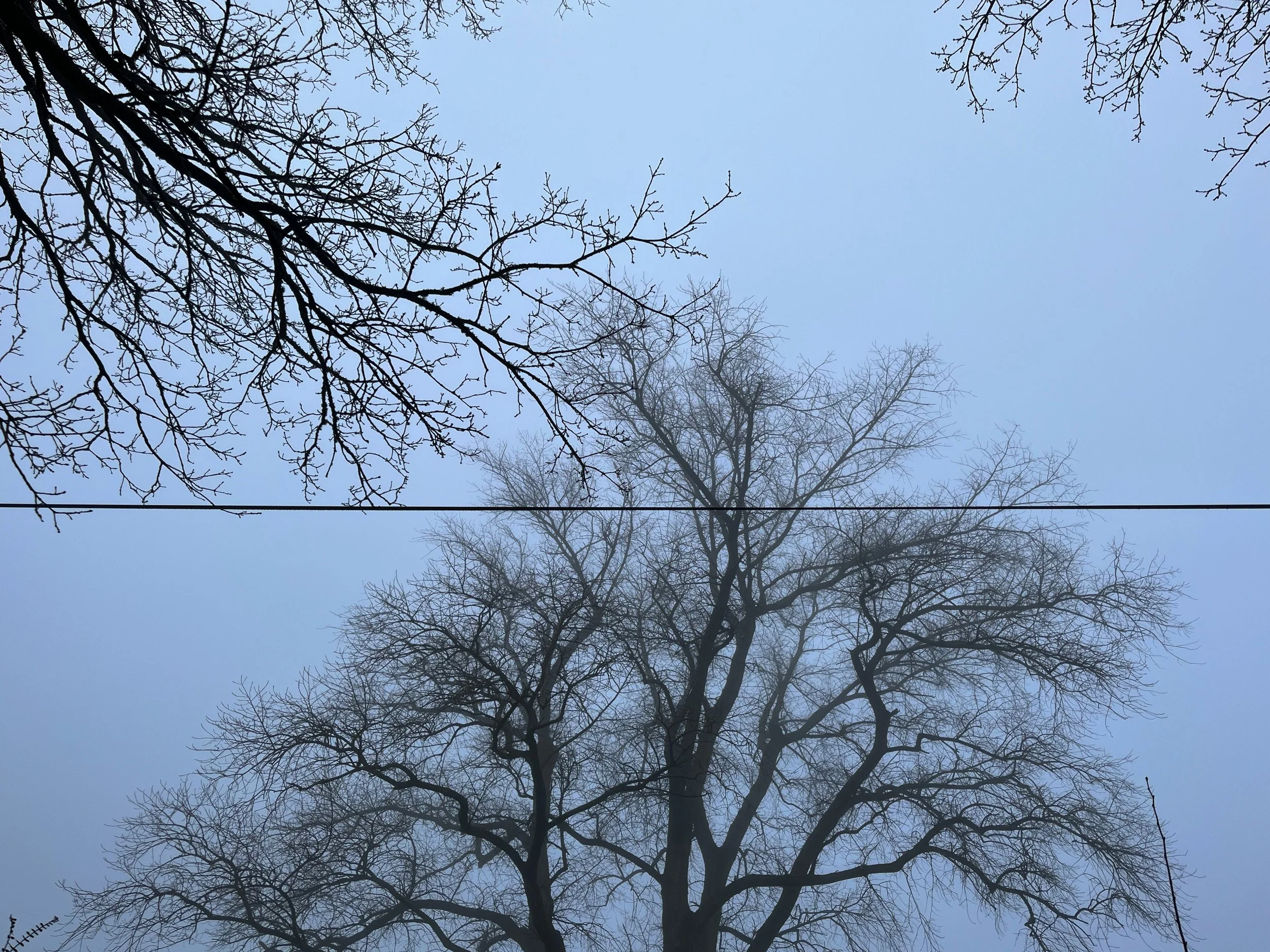 Trees_Mist_Cable.jpg