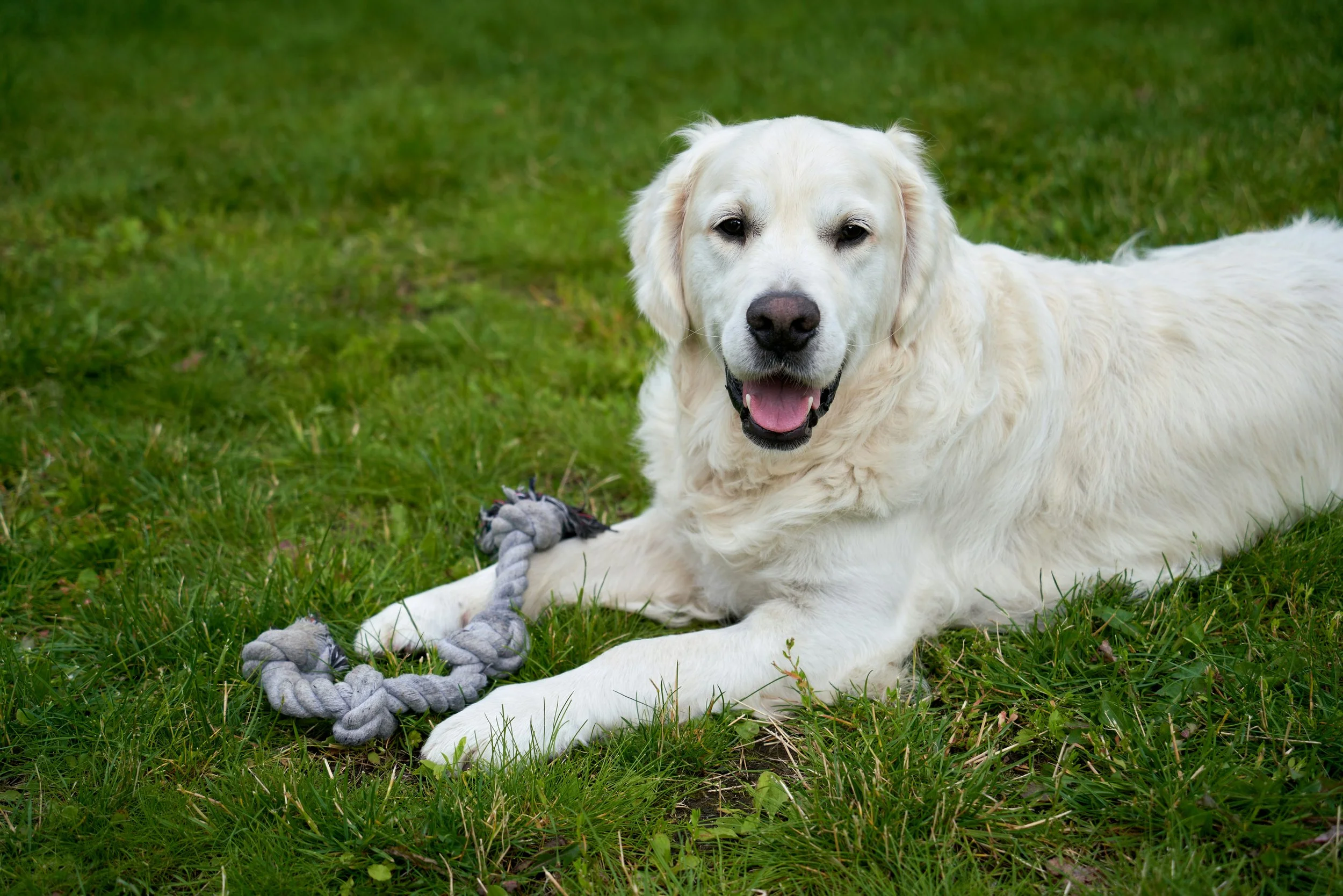 Choosing the Perfect Name for Your Golden Retriever