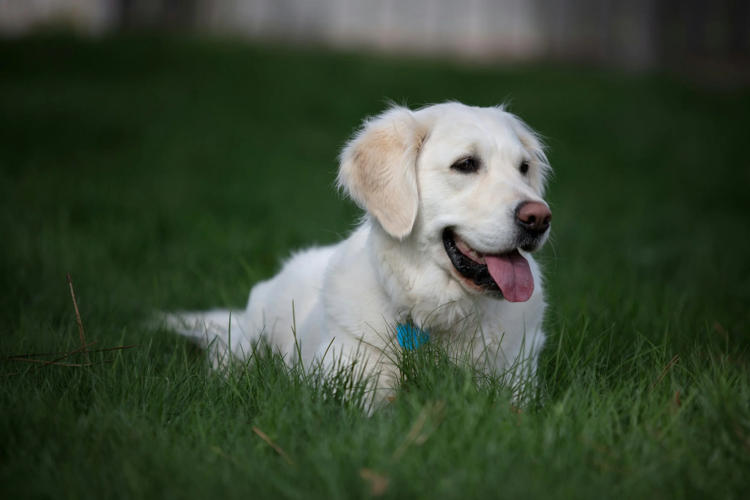 How to Choose a Responsible Golden Retriever Breeder