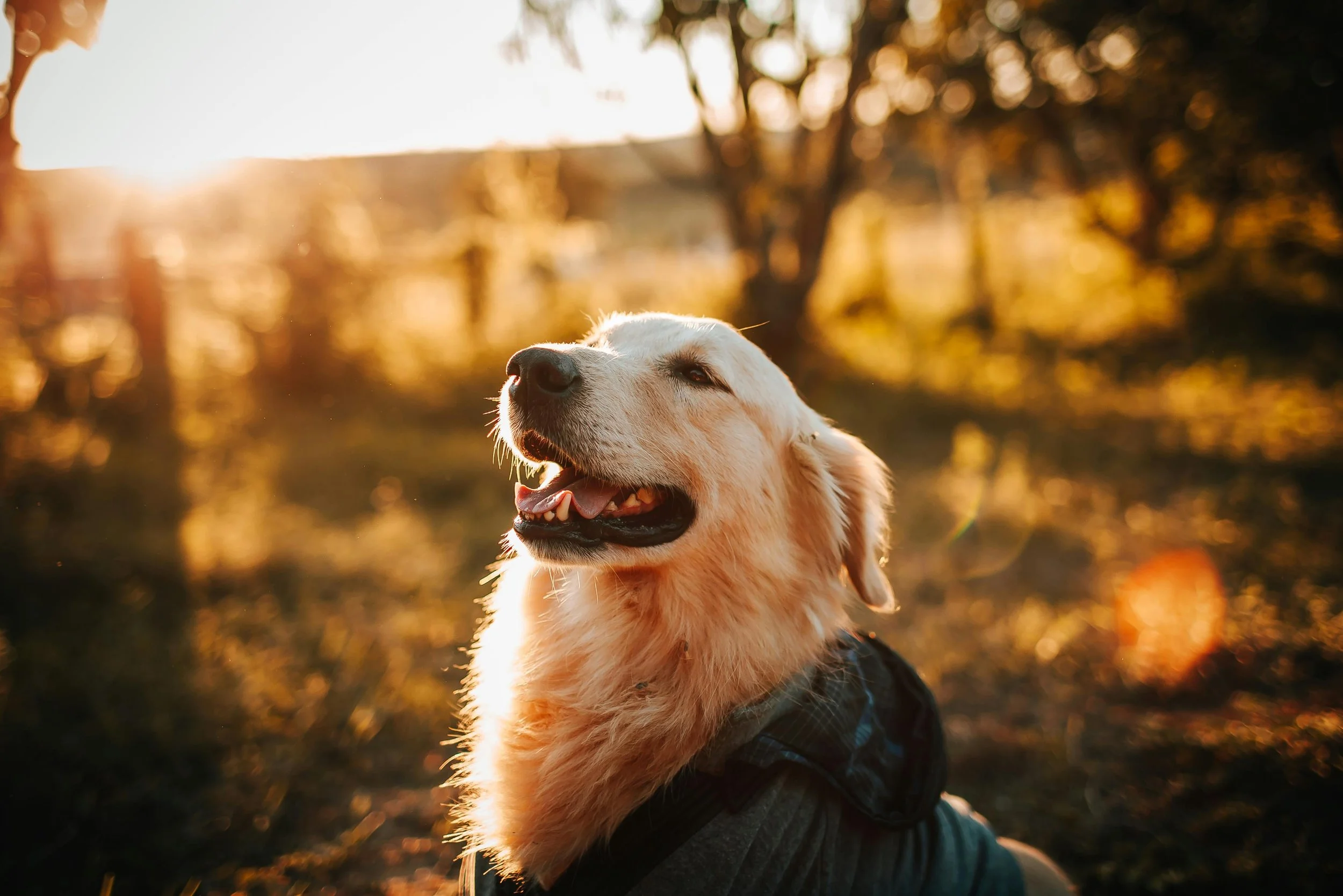 Bonding with Your Golden Retriever