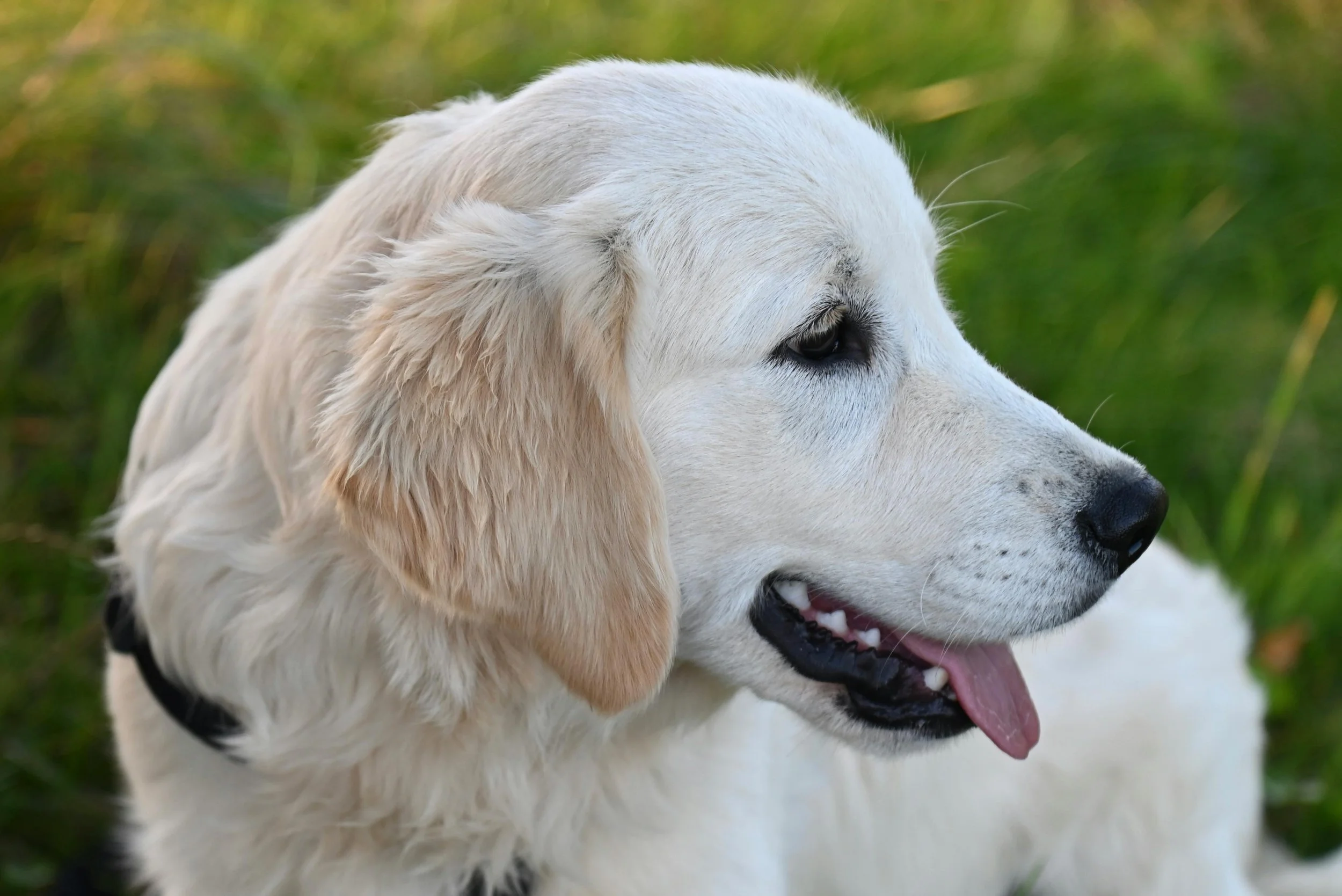 Digestive Health in Golden Retrievers
