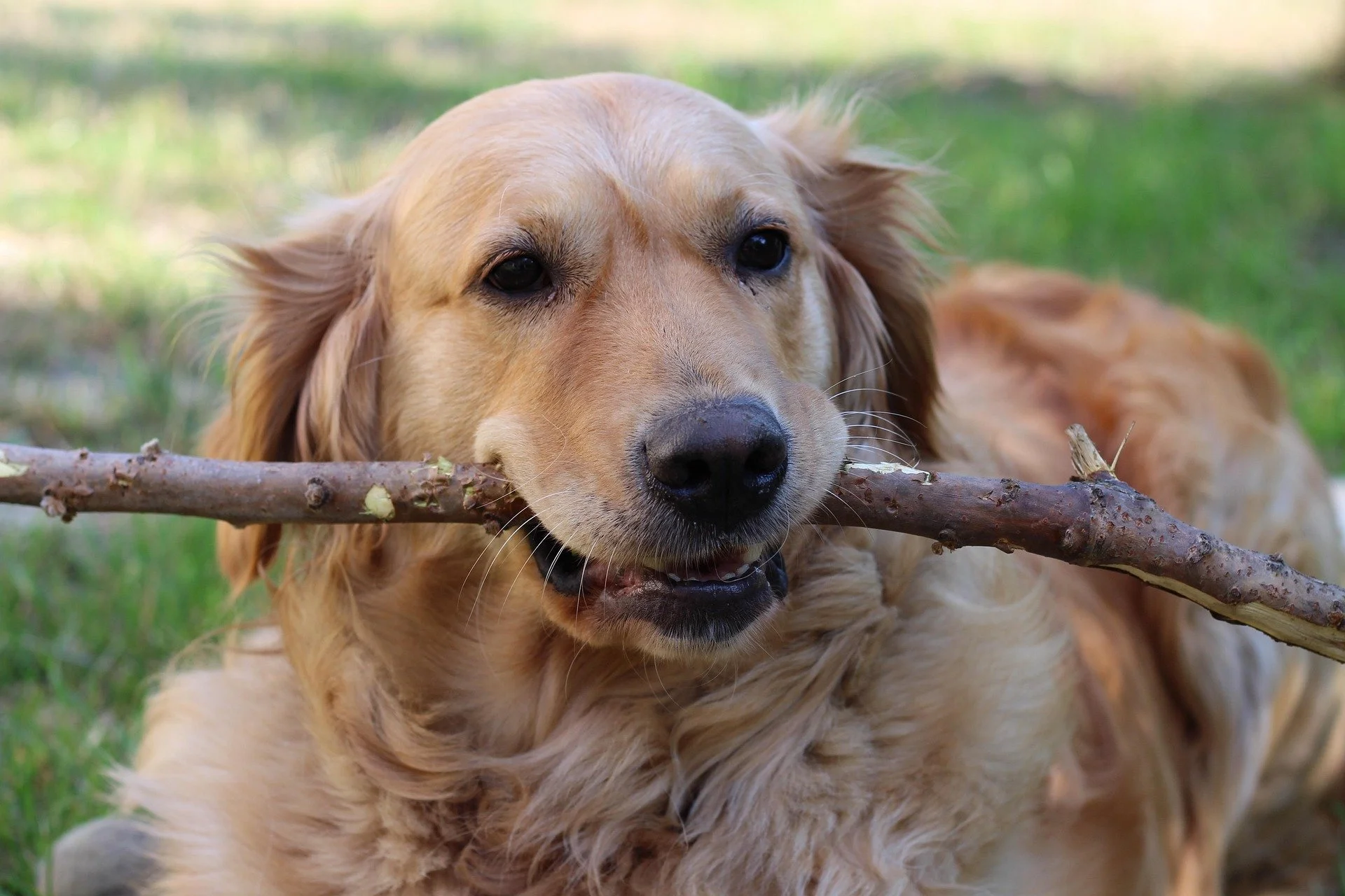 Golden Retriever Health: Prevention and Longevity