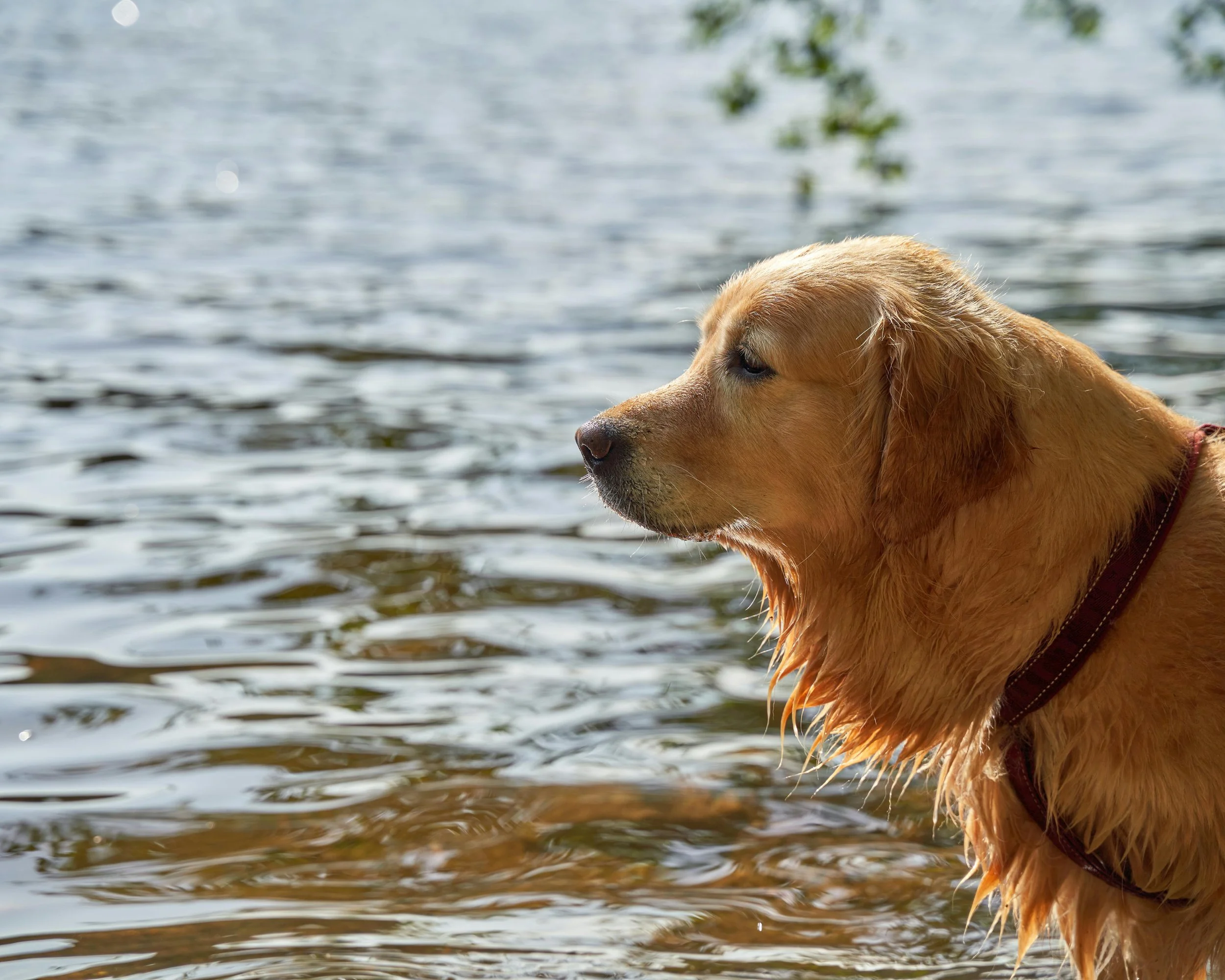 The Three Life Stages of a Golden Retriever