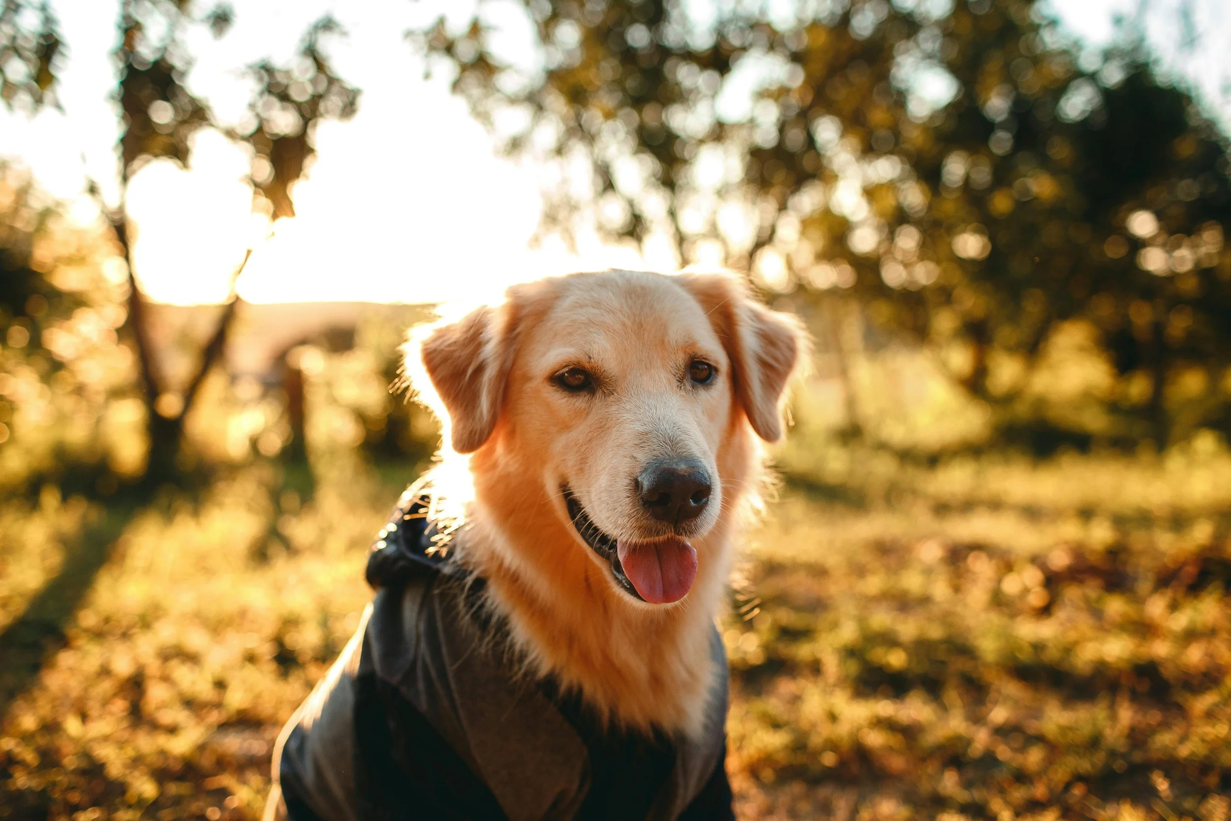 Training Your Golden Retriever in the First Months