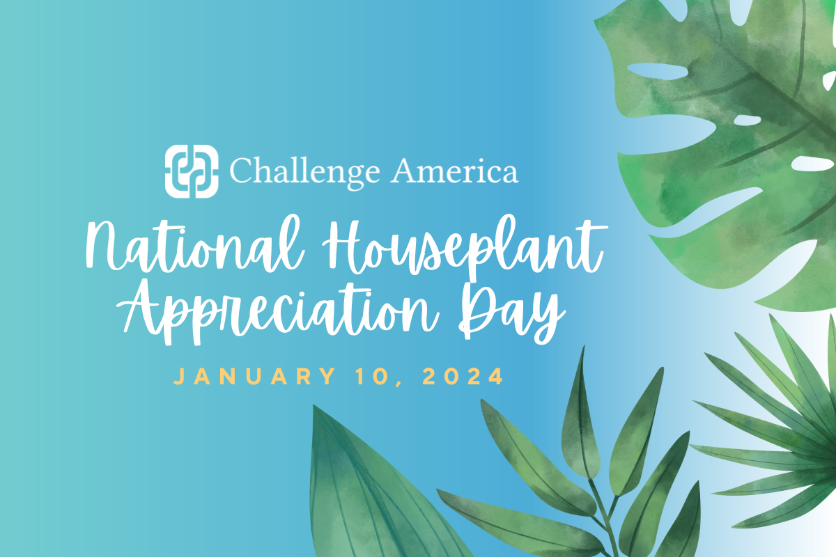 Today Is National Houseplant Appreciation Day!