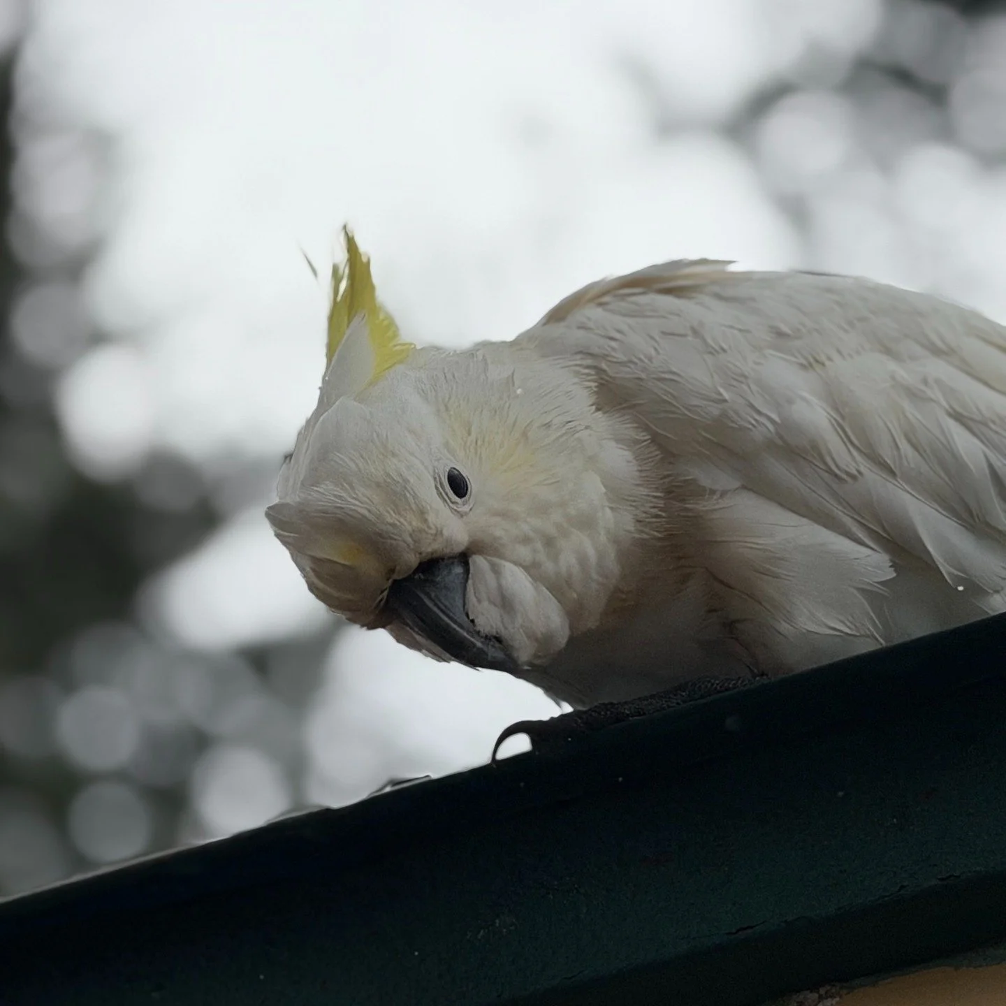 Rain or shine, these cockatoo loves the beach and promenade pine trees.