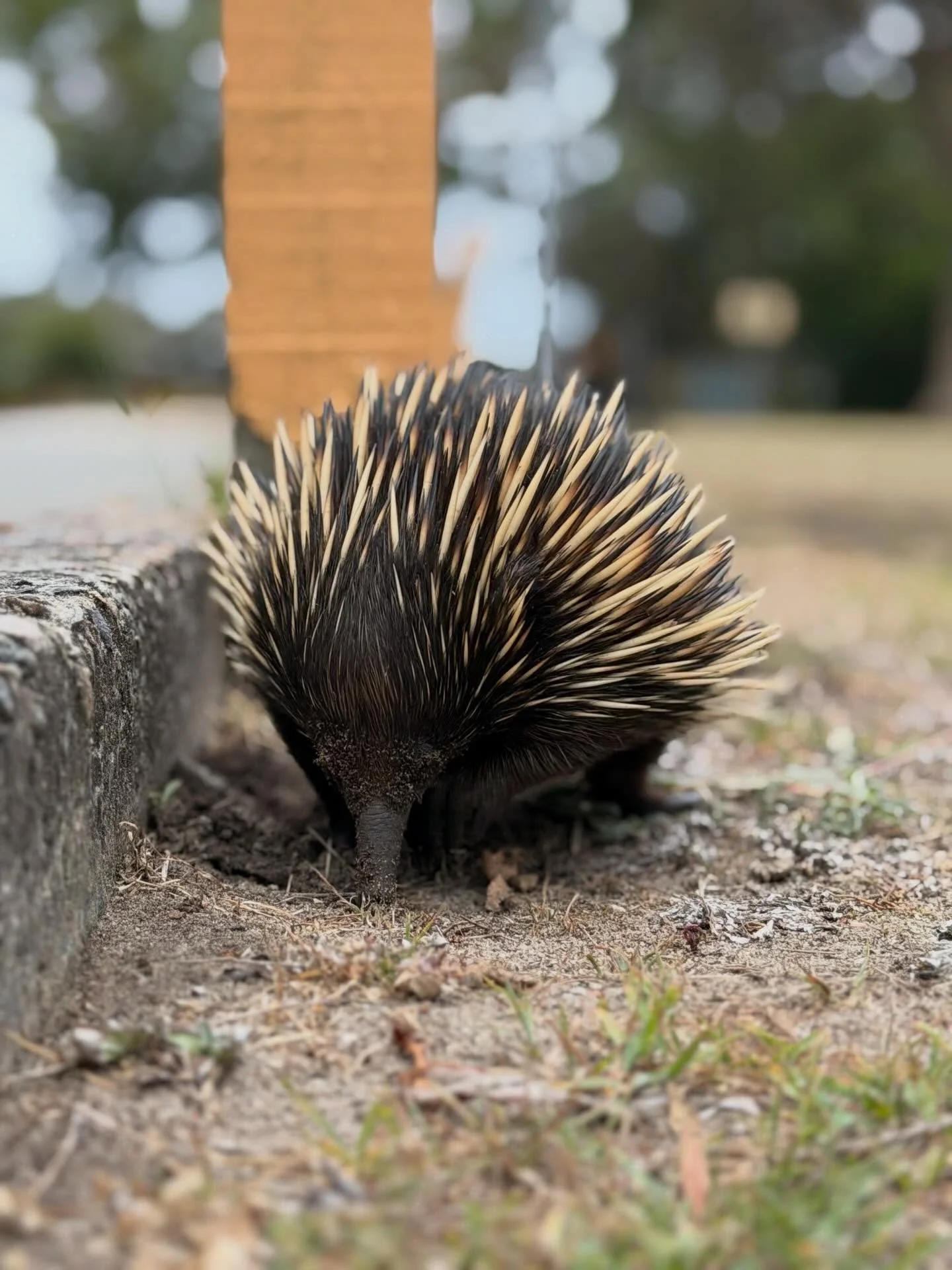 Short-beaked Echidna on a hunt for ants on the hill above Shelly Beach today. Did you know a baby echidna is called a puggle?