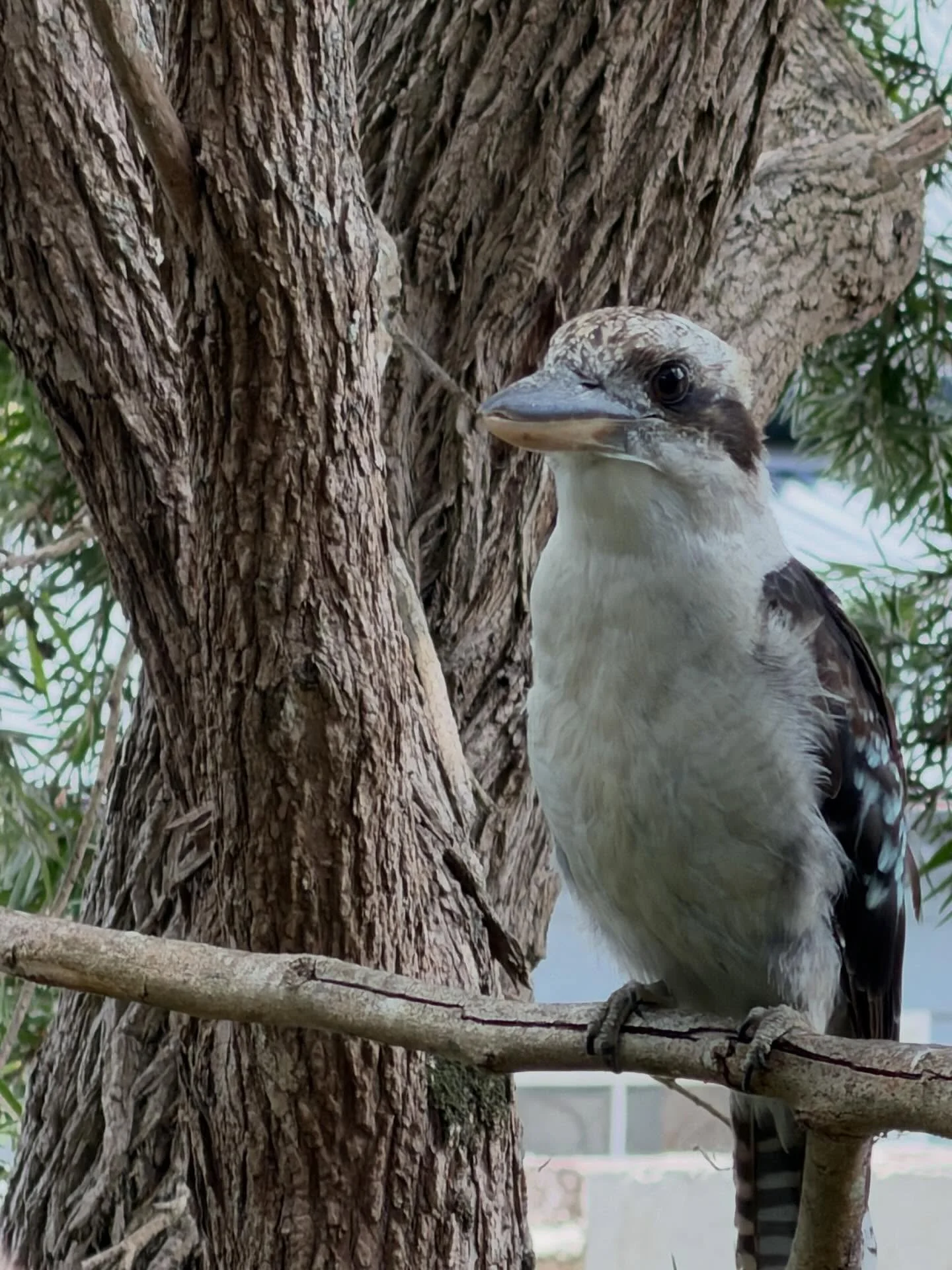 Kookaburras are famous for their loud, distinctive call that sounds like human laughter! Their laugh is actually a territorial announcement and known as the &lsquo;bushman&rsquo;s clock&rsquo; for their early morning chorus!