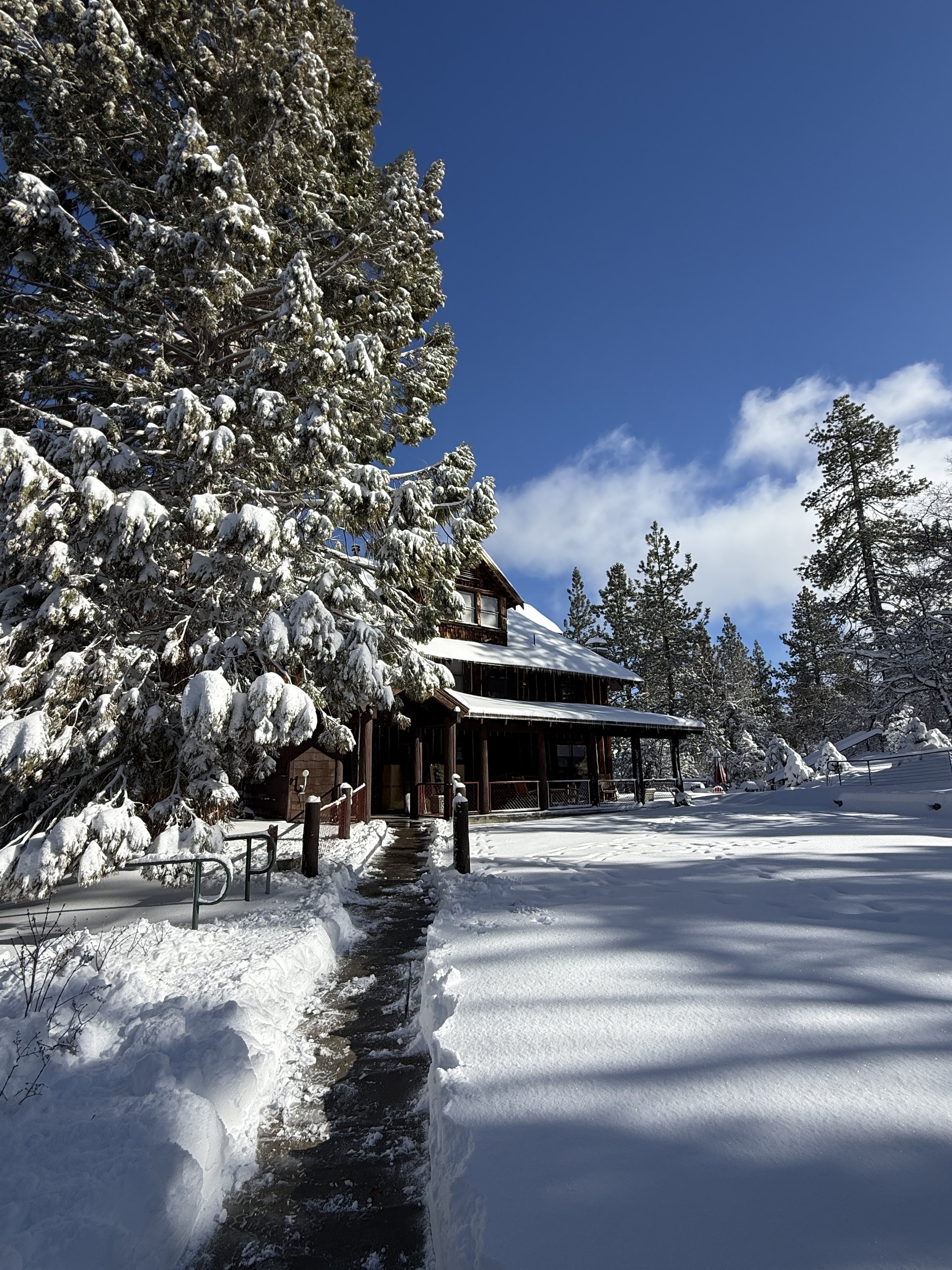 Big Bear Woke Up in a Snow Globe