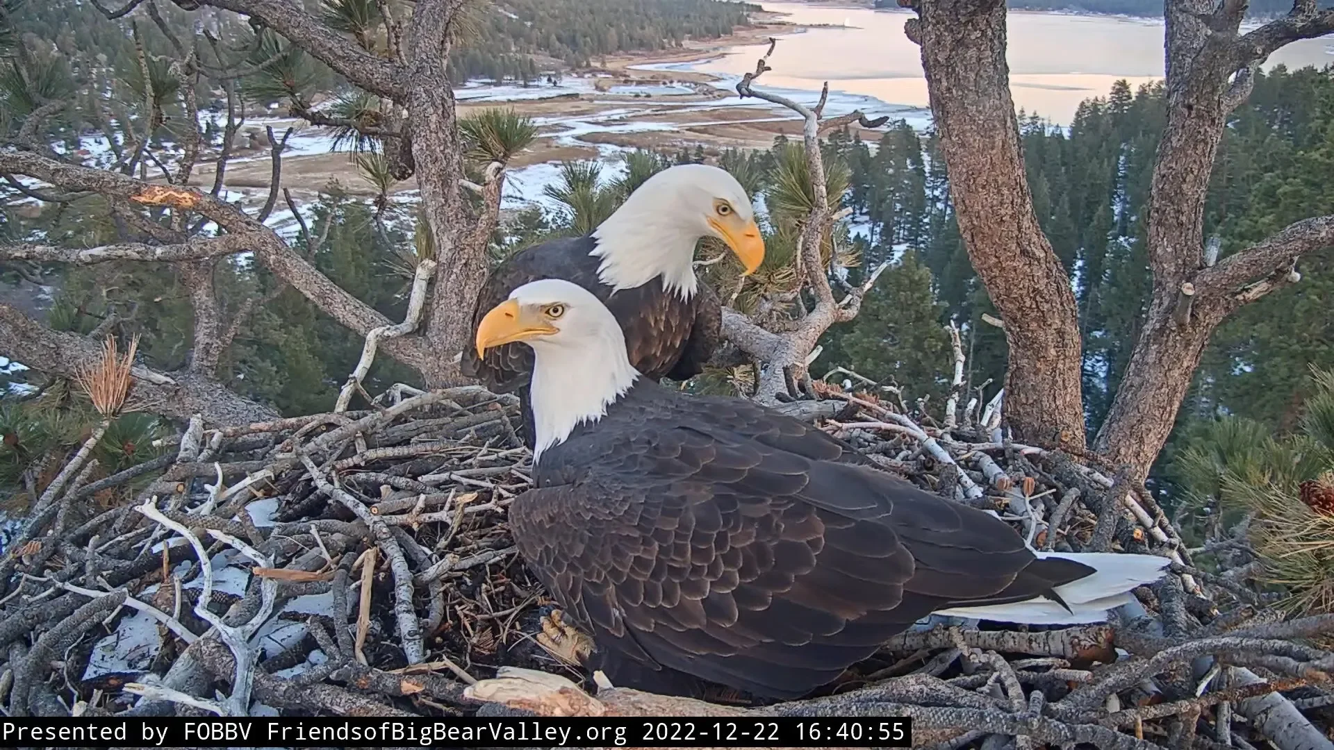 What’s Up With These Birds?