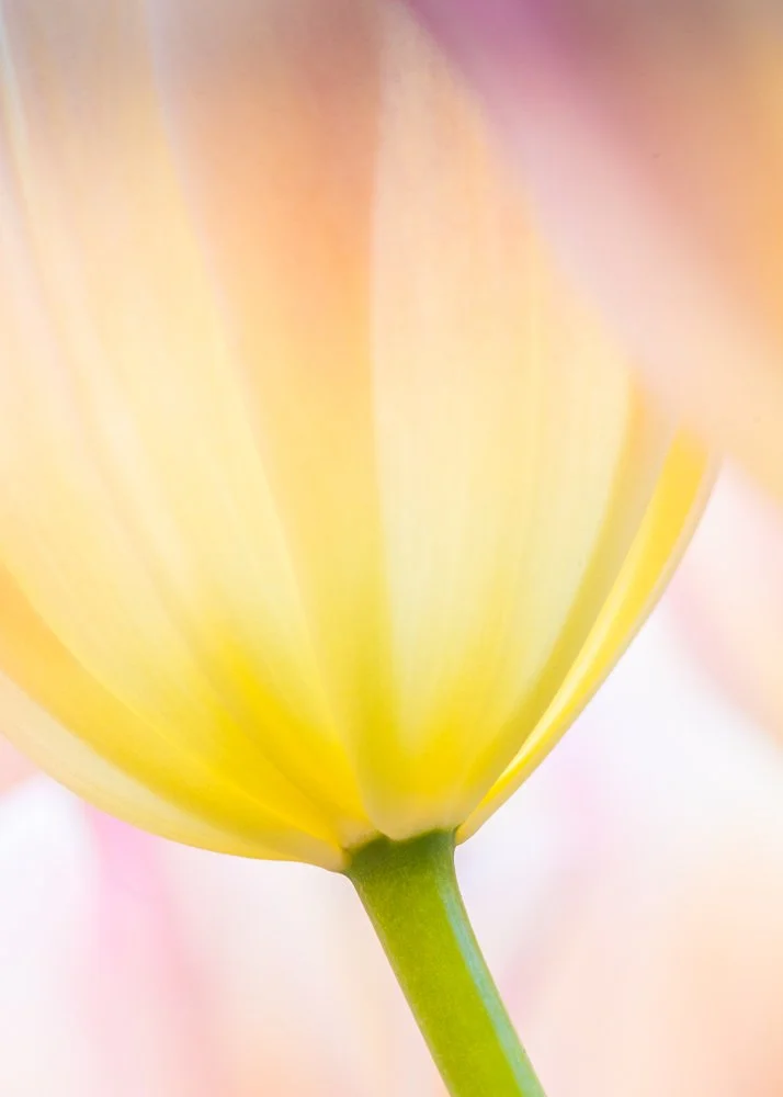 close up of a yellow tulip catherine lewis photography.jpg
