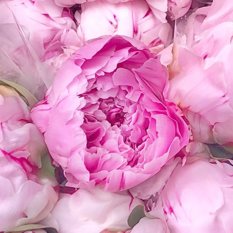 image of peonies full frame   catherine lewis photography.jpg