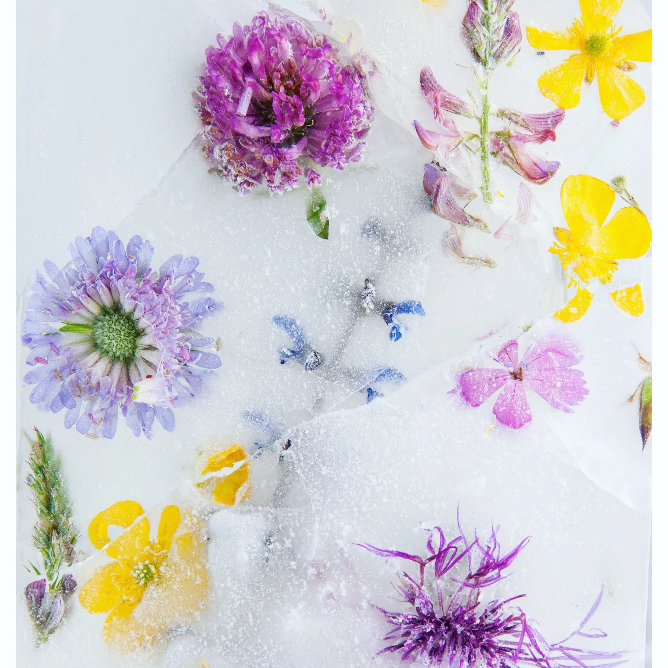 image of frozen meadow images catherinelewisphotography.JPG