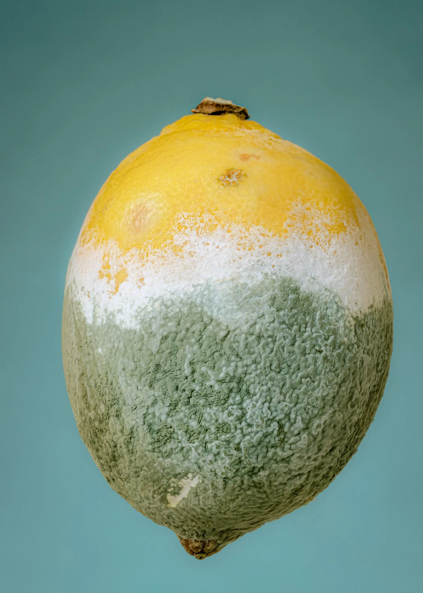 a mouldy lemon catherinelewisphotography.jpg