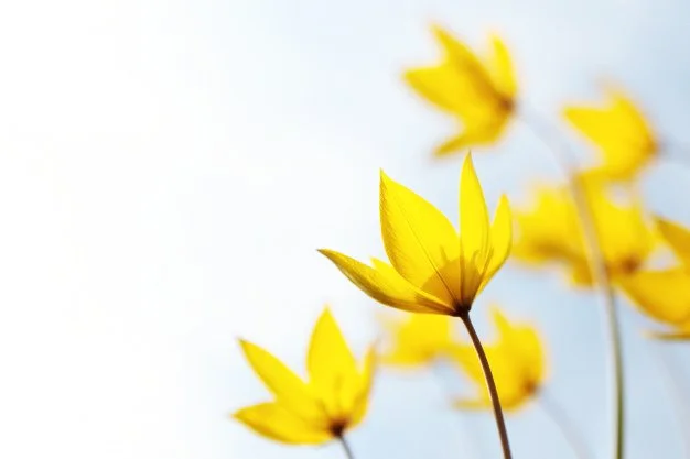 image of yellow flowers catherinelewisphotography .jpg