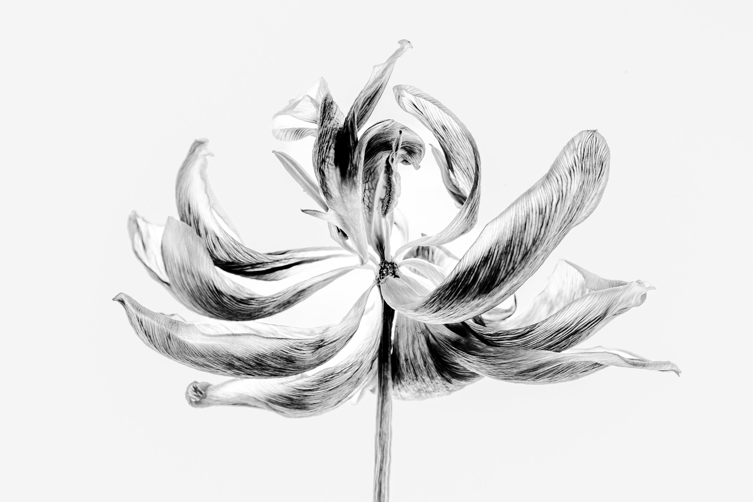 image of a tulip in a black and white line drawing catherinelewisphotography.jpg