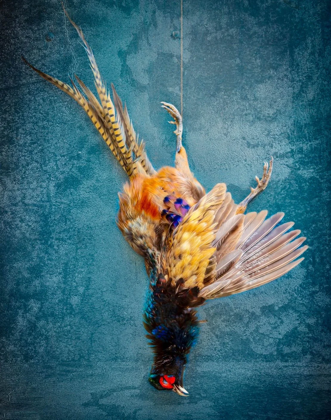 fine art image of a dead pheasant hanging catherinelewisphotography.jpg