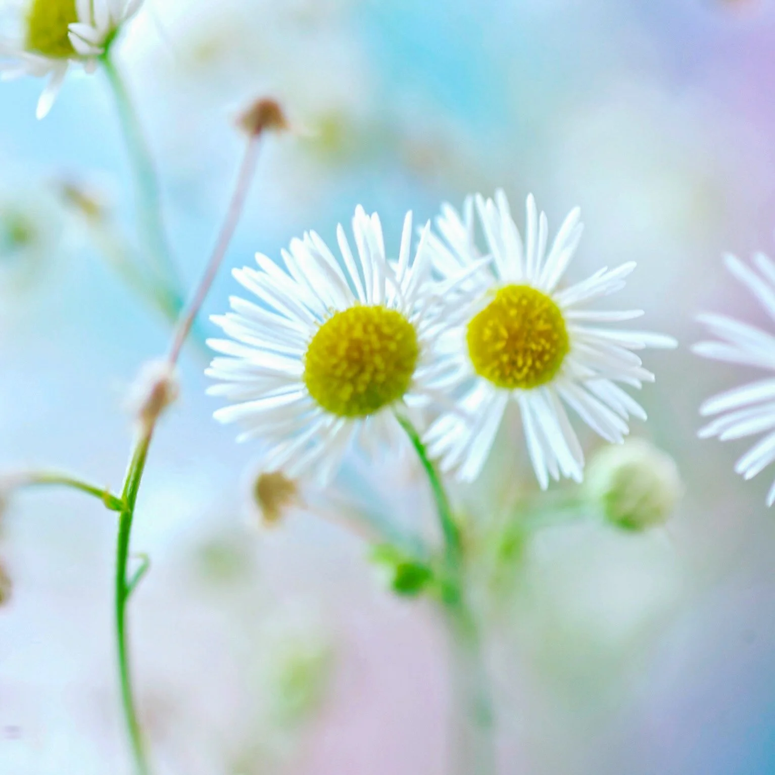 image of two daisies with blue and pink catherinelewisphotography.jpg