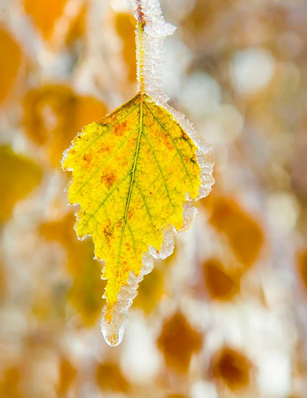 A yellowing autumn leaf with green and red spots, covered in frost, hanging from a frost-covered branch.