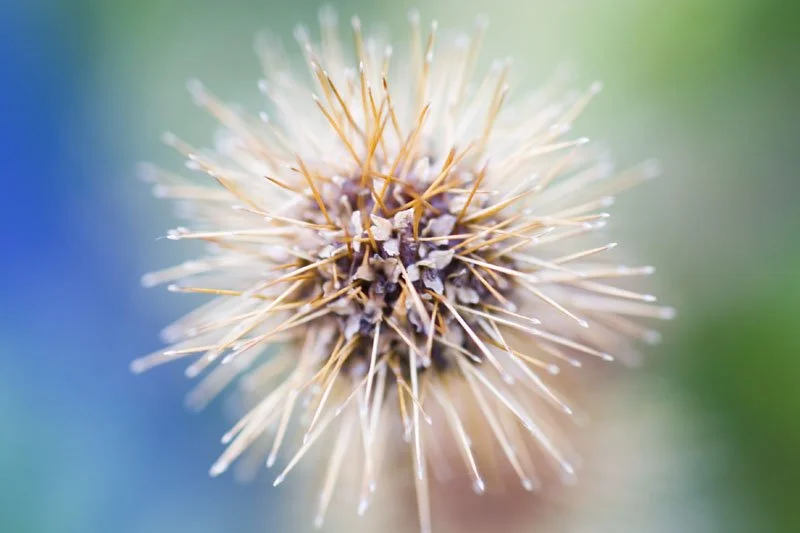 image of an acanea seedhead seedhead catherine lewis photography .jpg