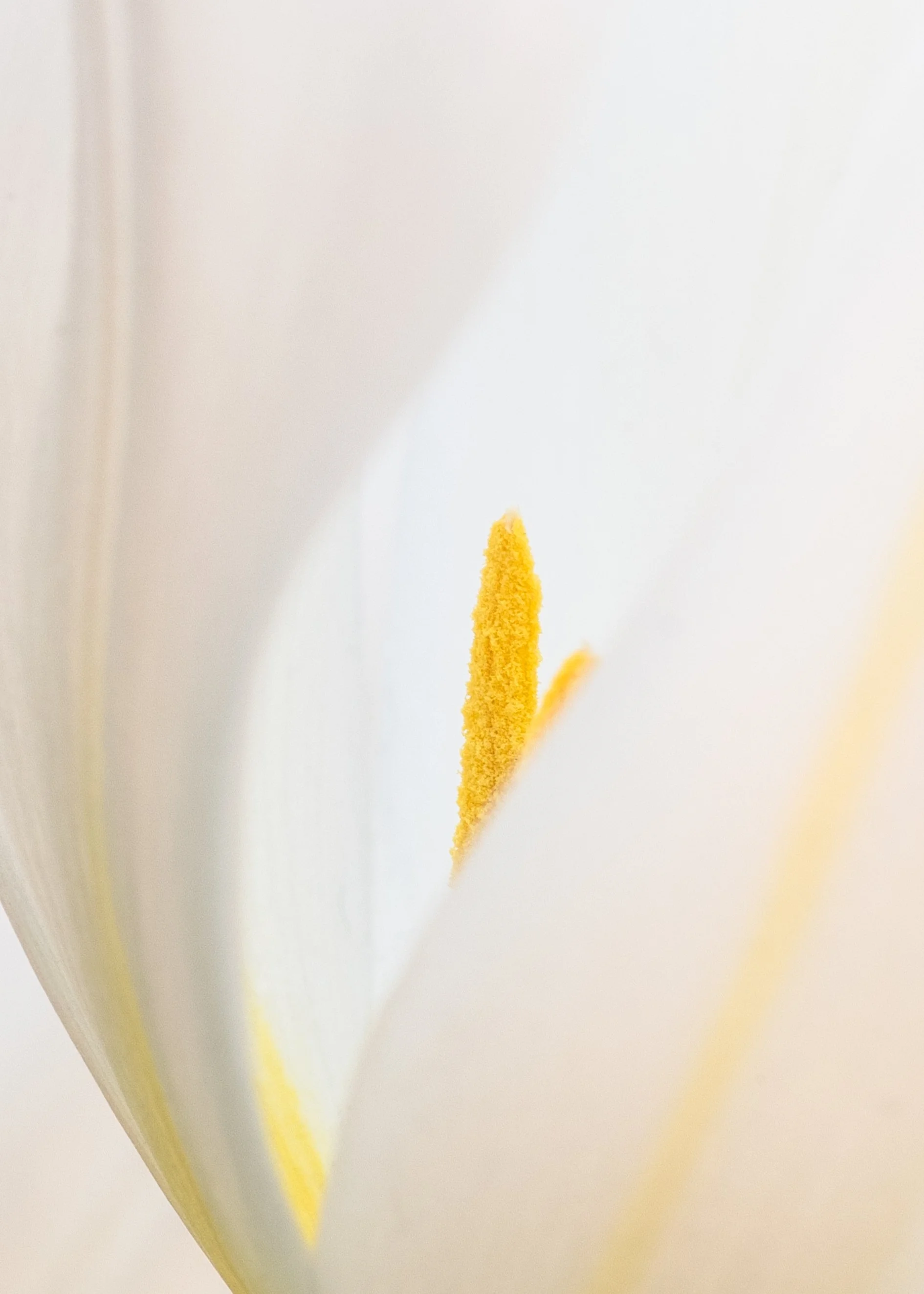 Close-up of the yellow stigma and white petals of a lily flower.