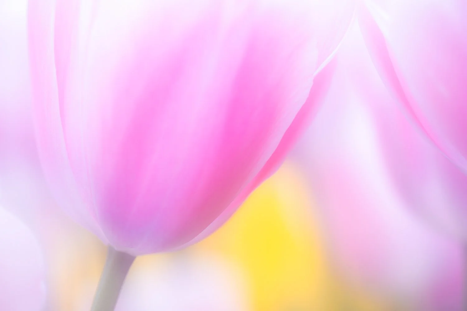 2 pink Tulips close up catherine lewis photography.jpg