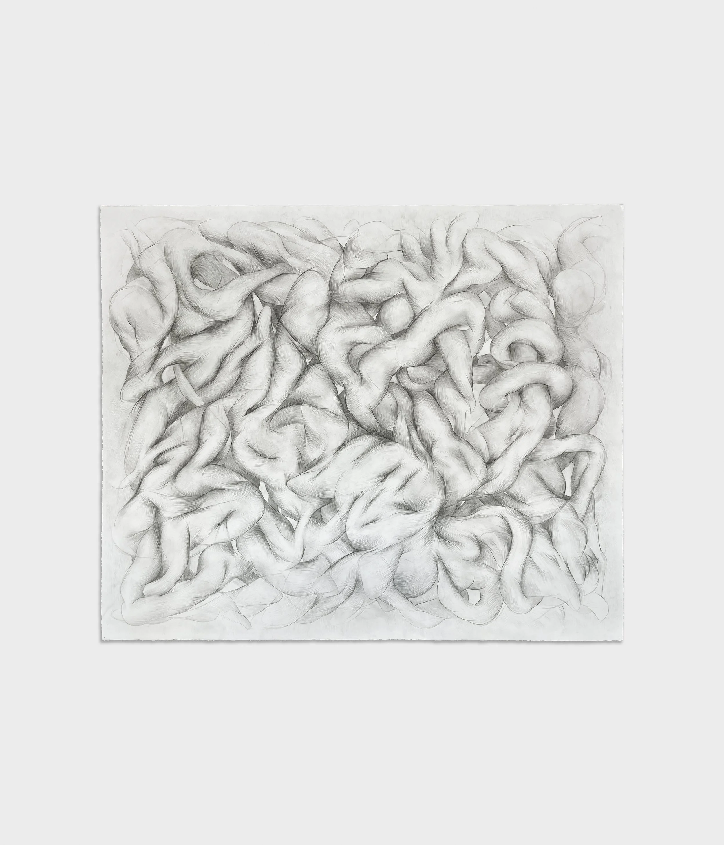  Grove,  2024-5 
Graphite on paper 
55 ¼ x 66 inches
