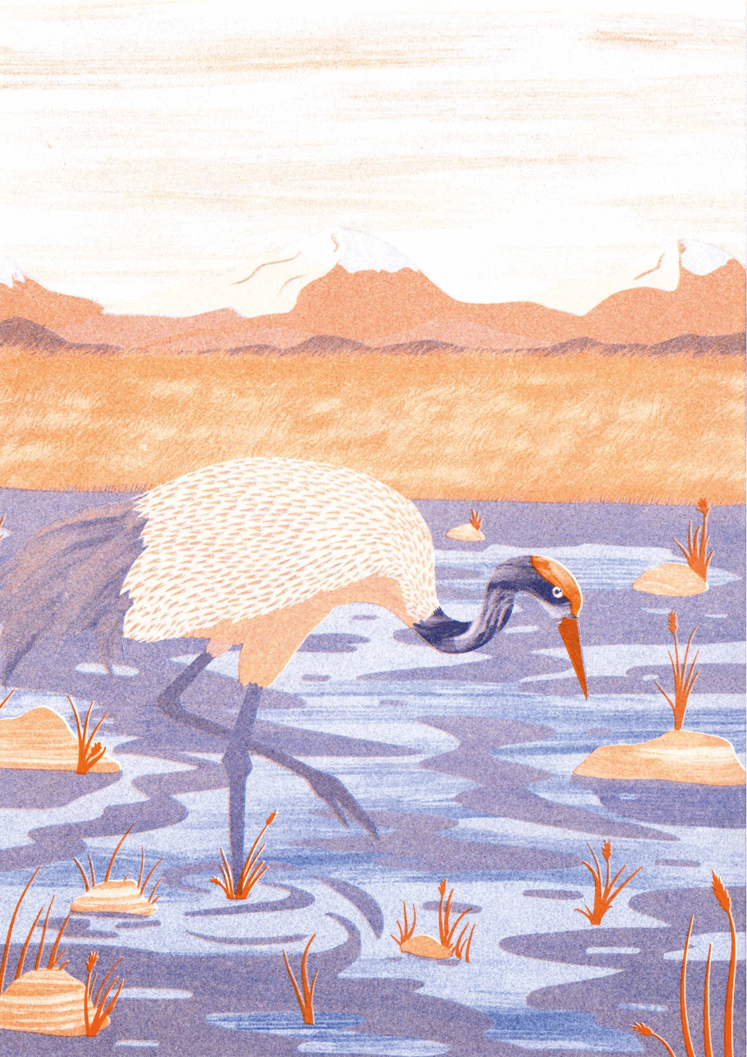 kraanvogel riso _.jpg