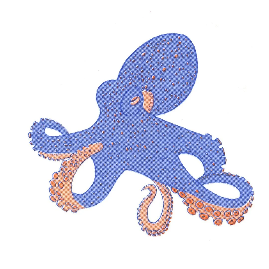 octopus2.jpg