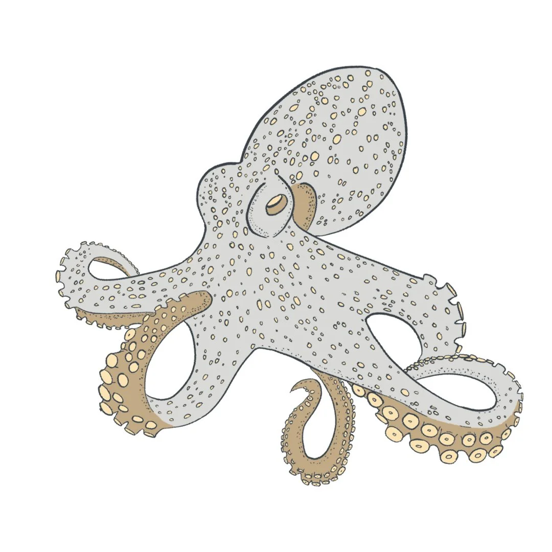 octopus1.jpg