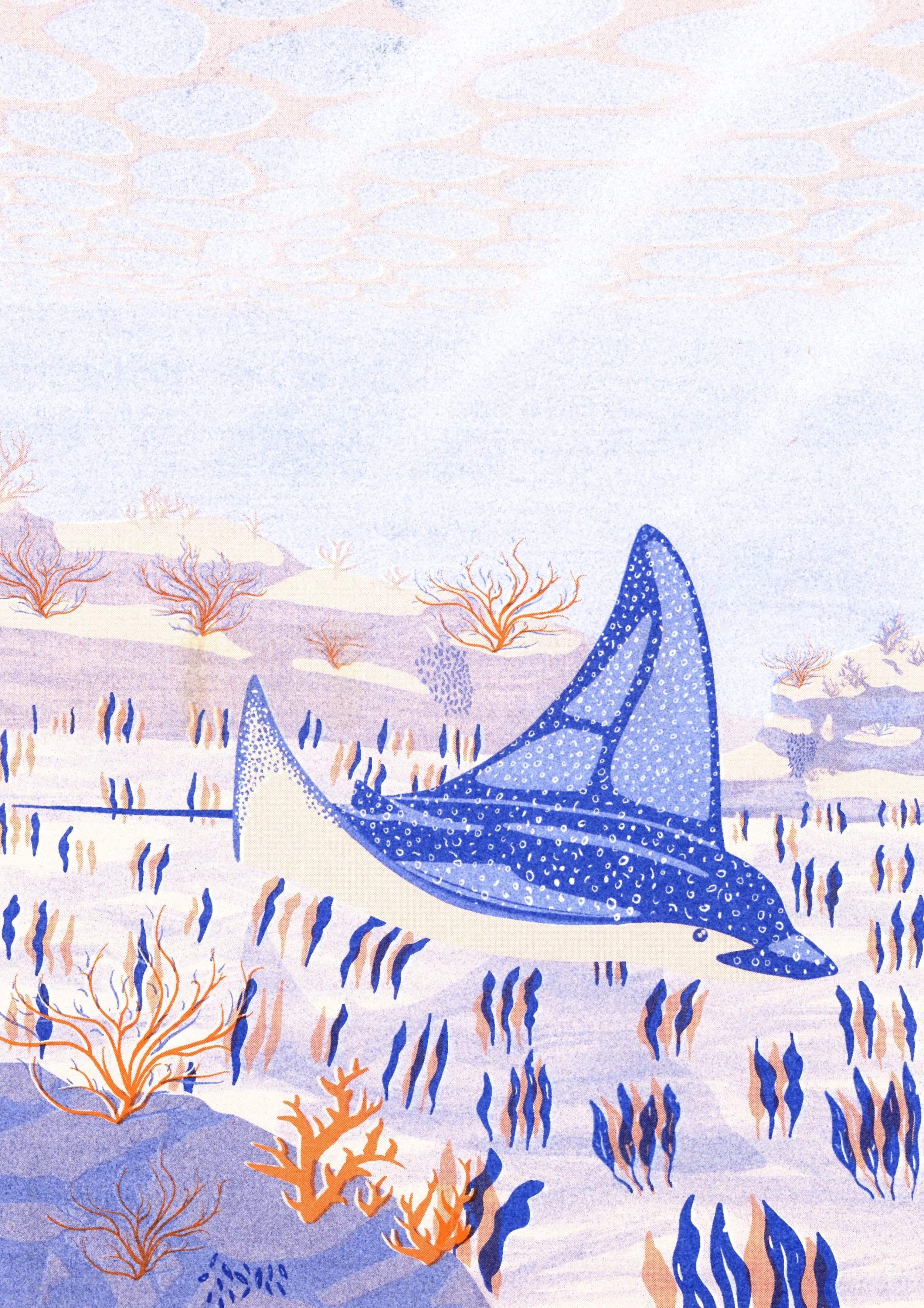 Aadelaarsrog riso _.jpg