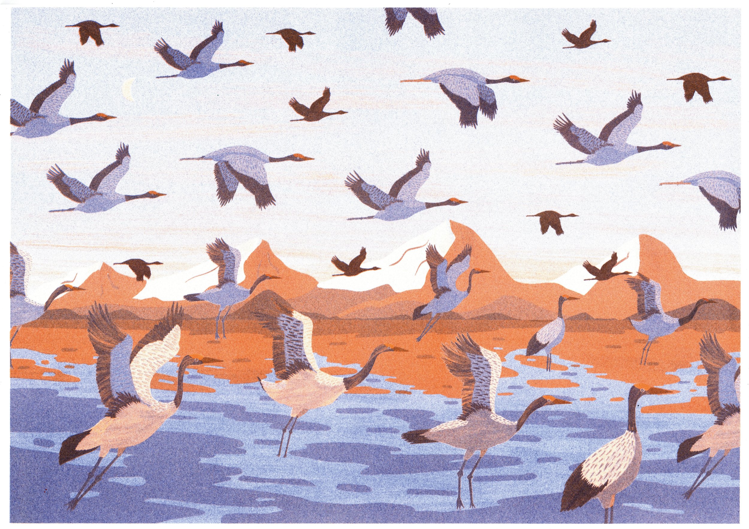 Kraanvogel groot.jpg