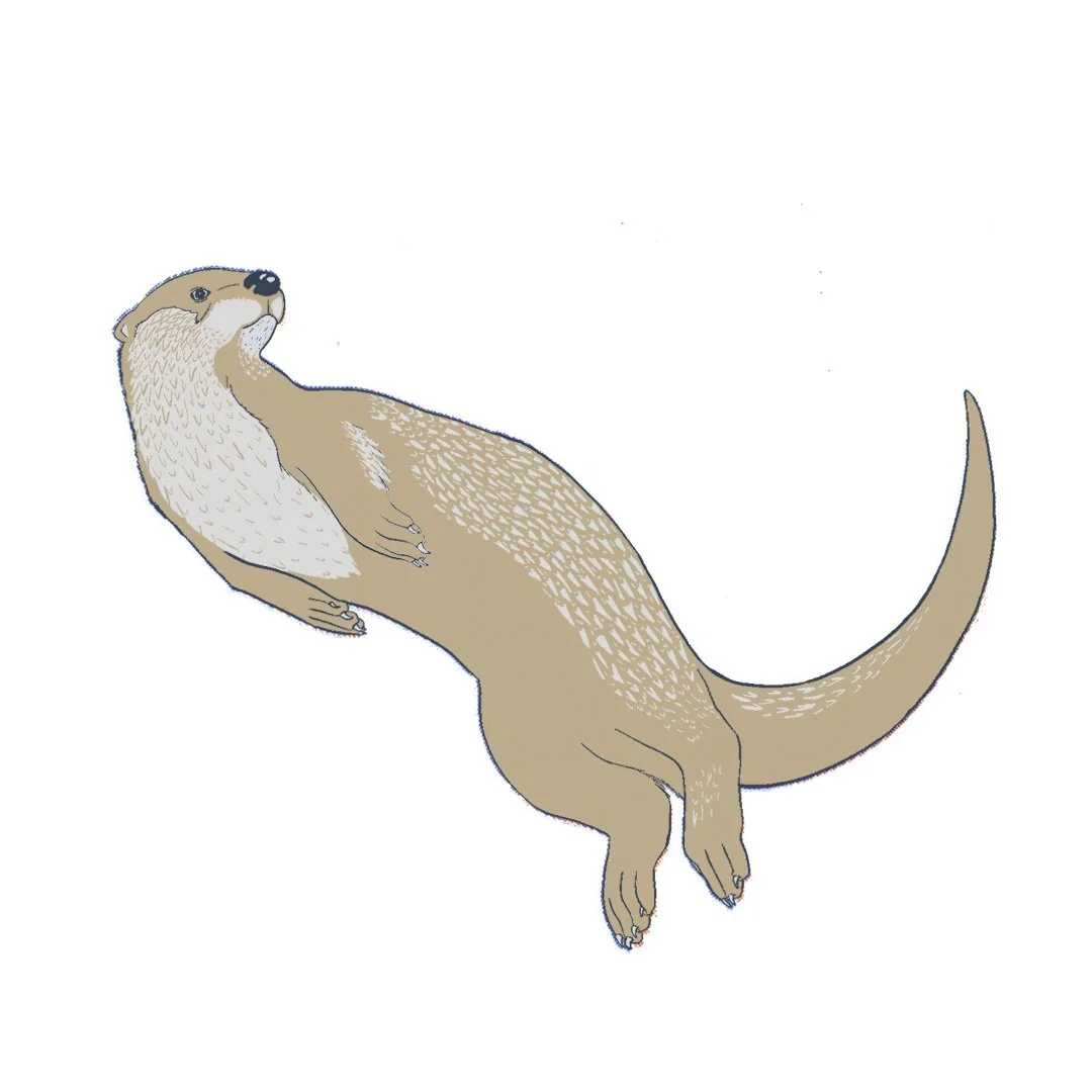 otter1.jpg