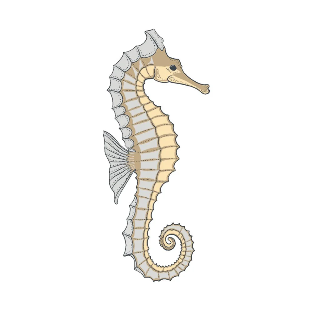 zeepaardje_2.jpg