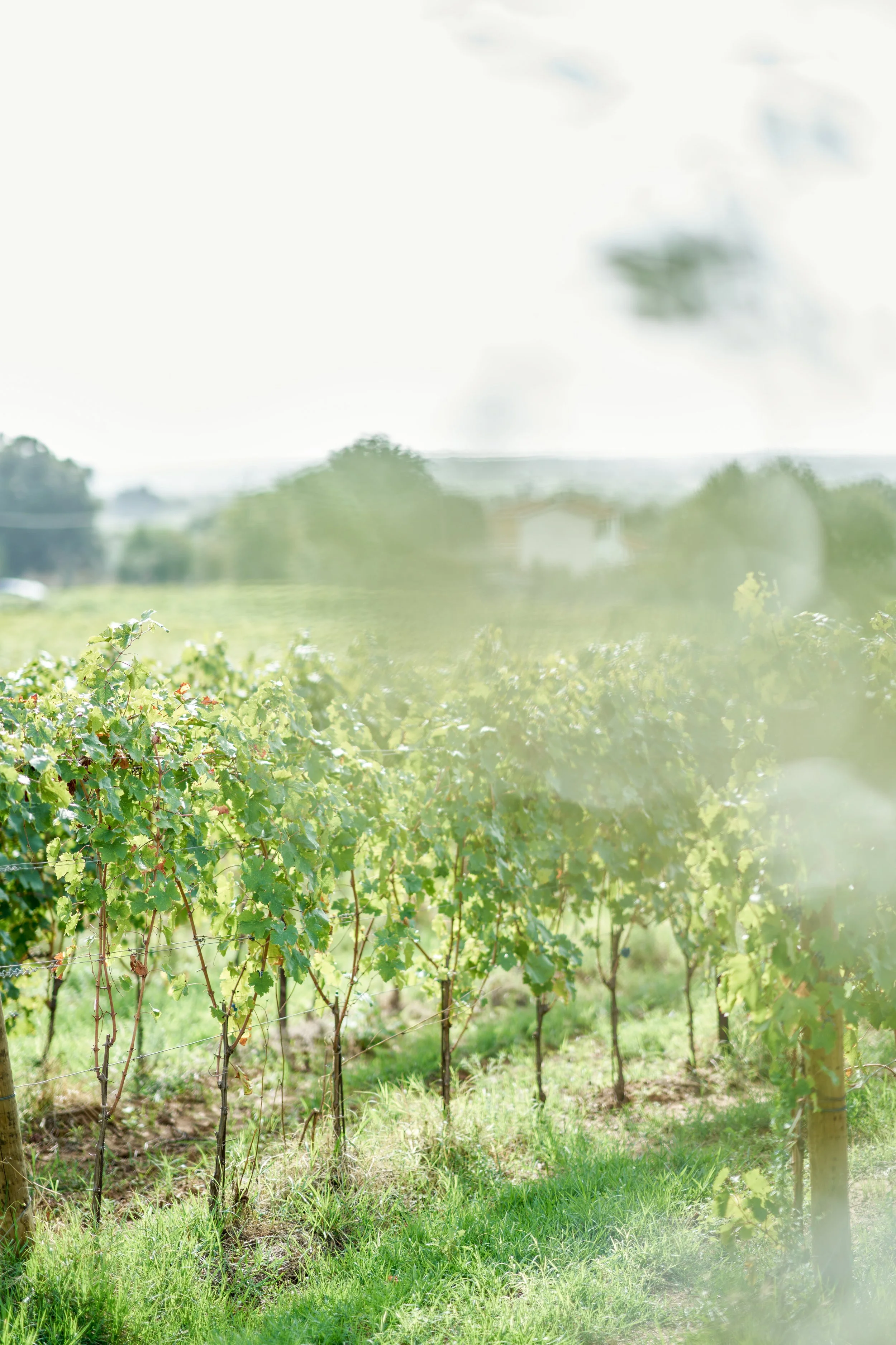 Vineyard photography for wine marketing campaigns.jpg