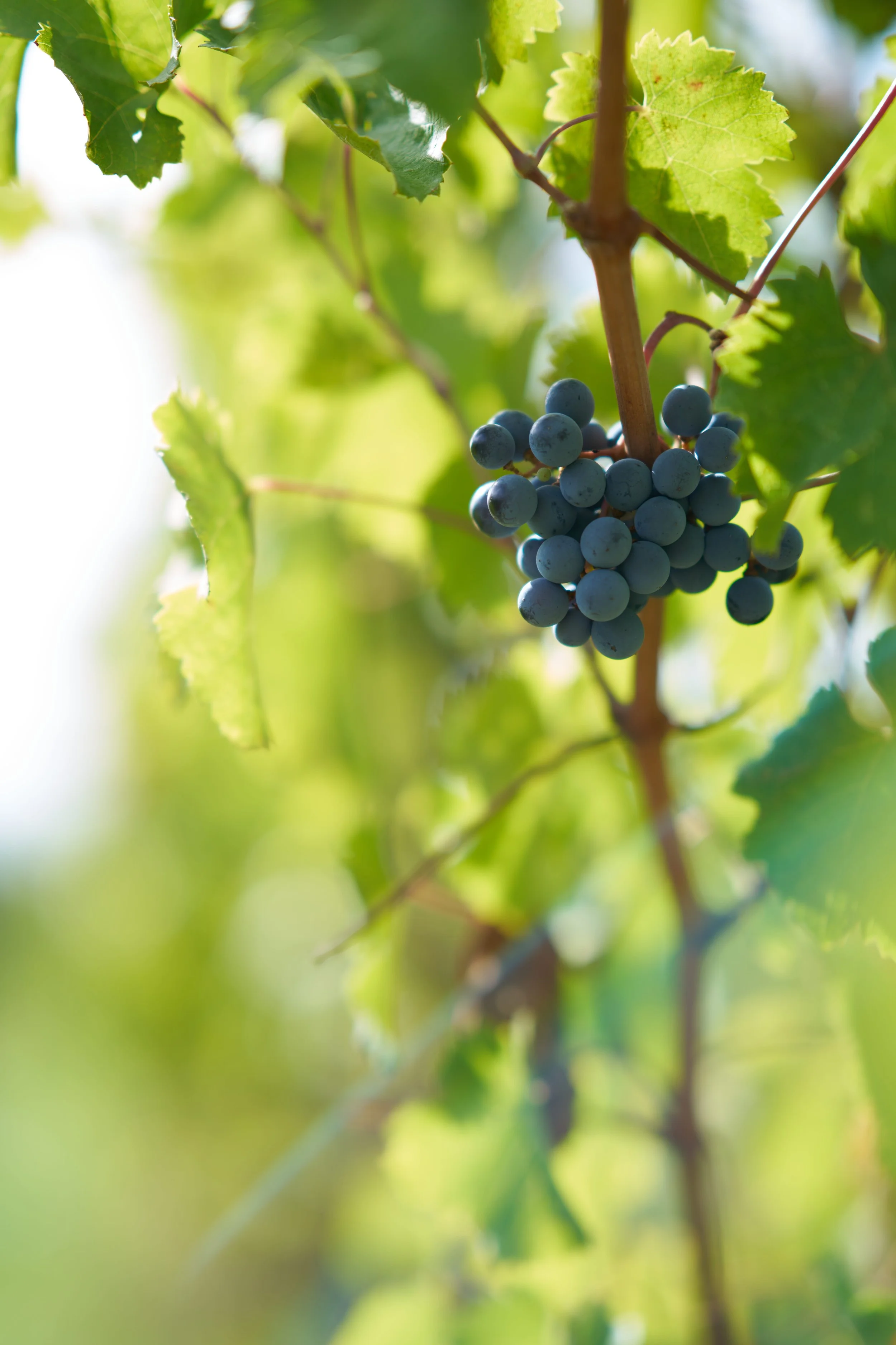 tenuta-elmata-winery-content-creation.jpg