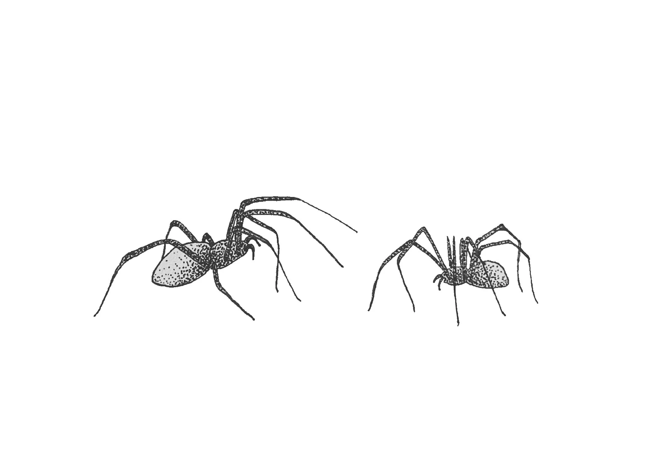 "Spider Sisters" - Art Print