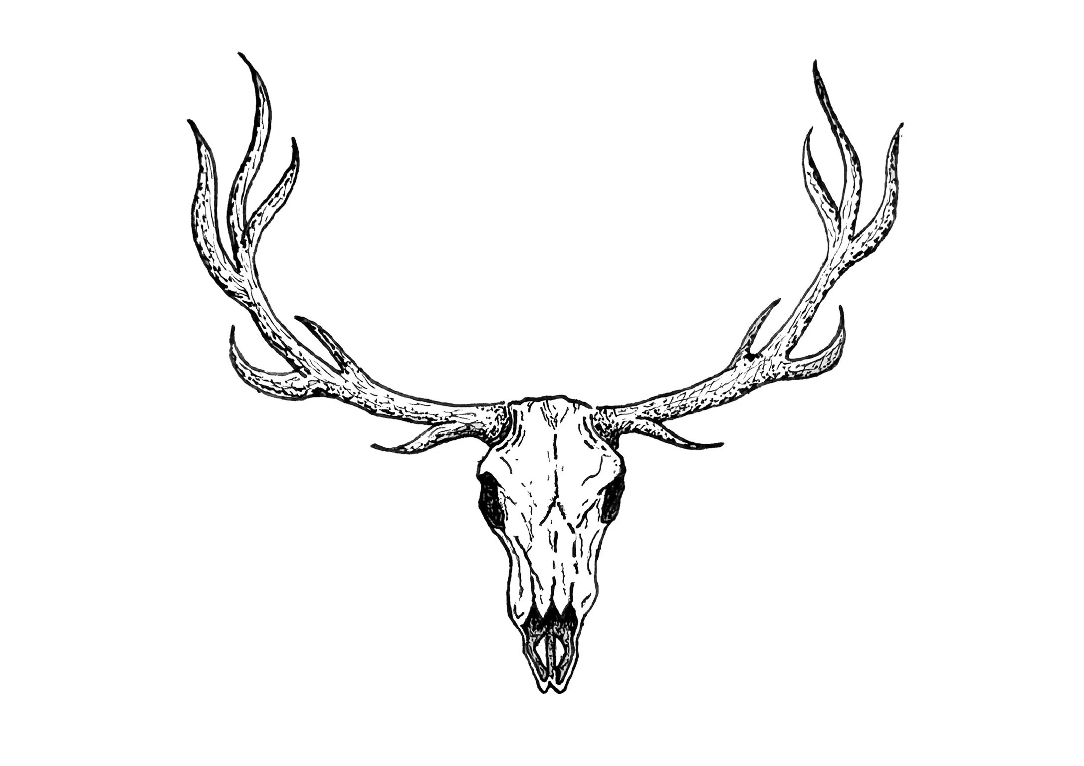 "Deer Skull" - Art Print