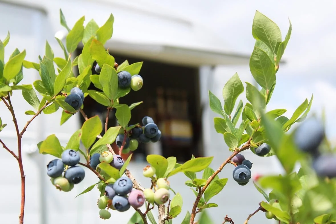 Blueberries at Bluebird Farm in Burgaw.jpeg