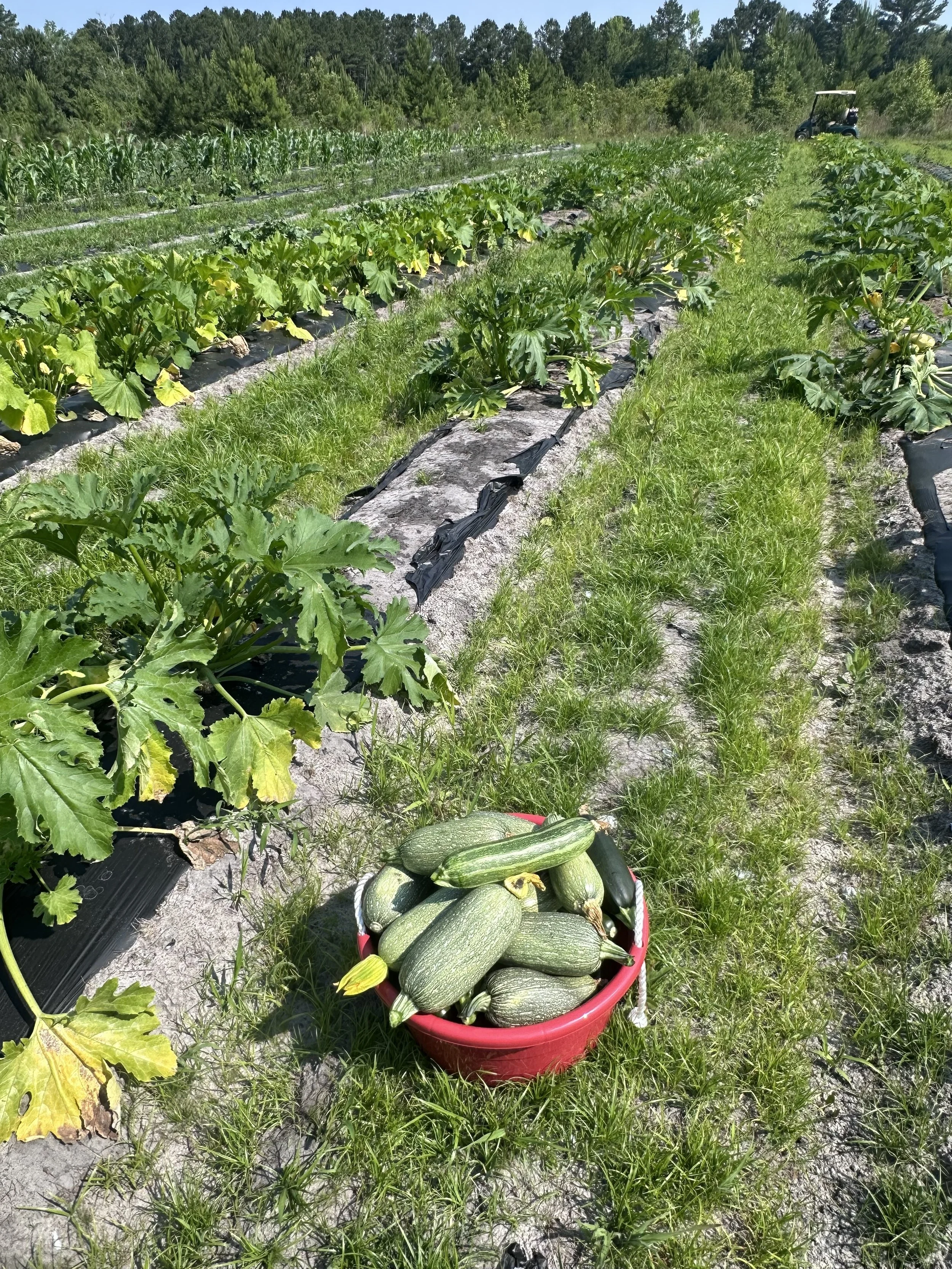 Fresh Zuchini.jpg