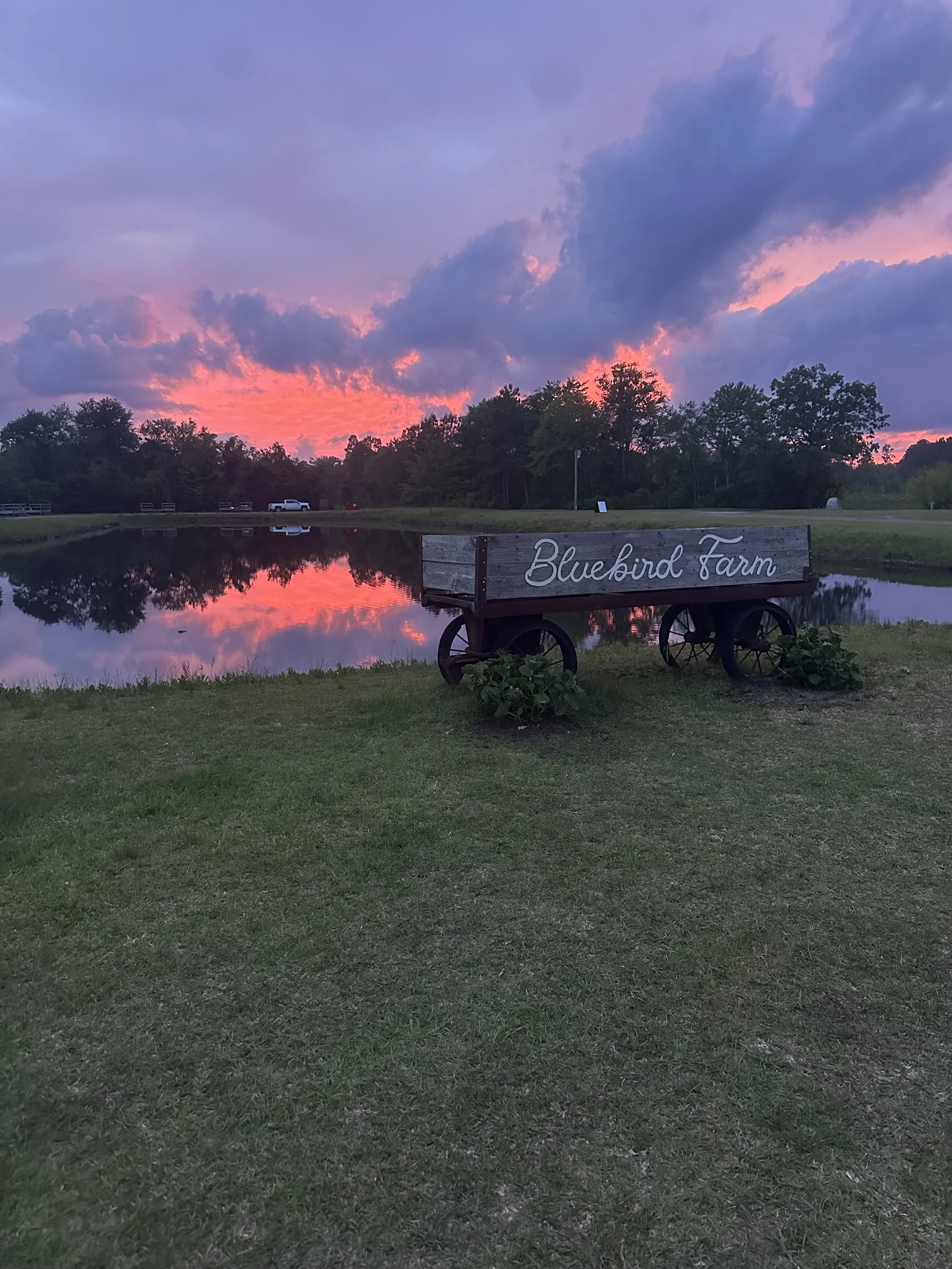 Sunset sky with clouds behind a line of trees, reflected in a calm pond, with a wooden cart labeled 'Bluebird Farm' in the foreground.
