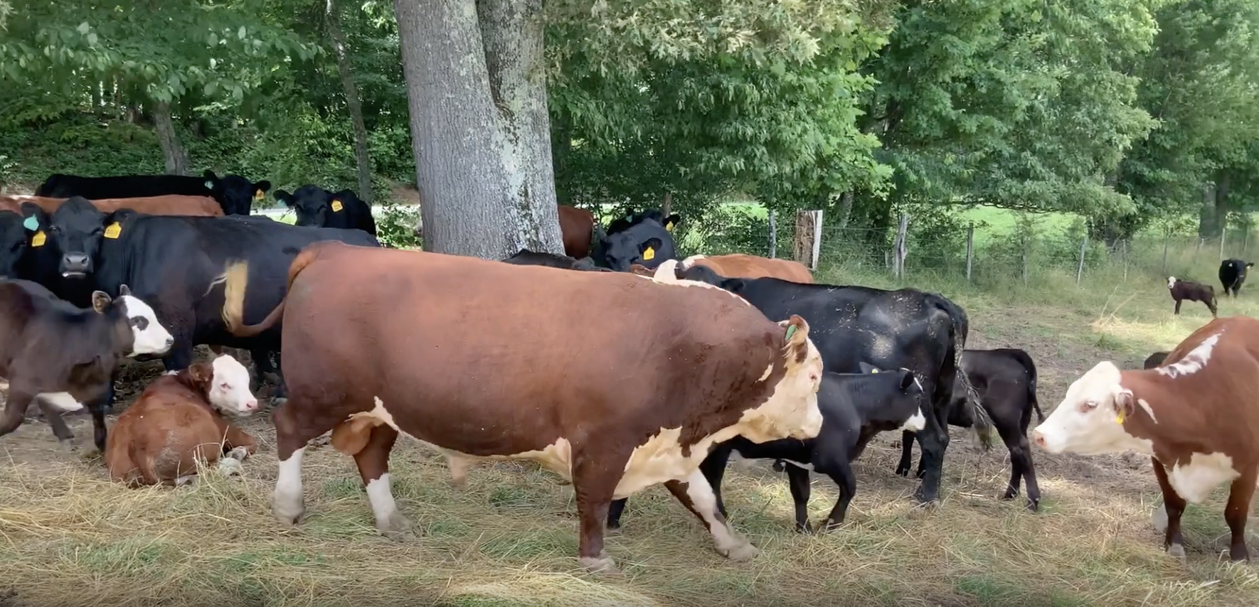 HV682 with herd