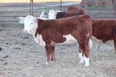 Weaned daughter of P-17