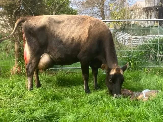 10-year-old dam with 9th calf