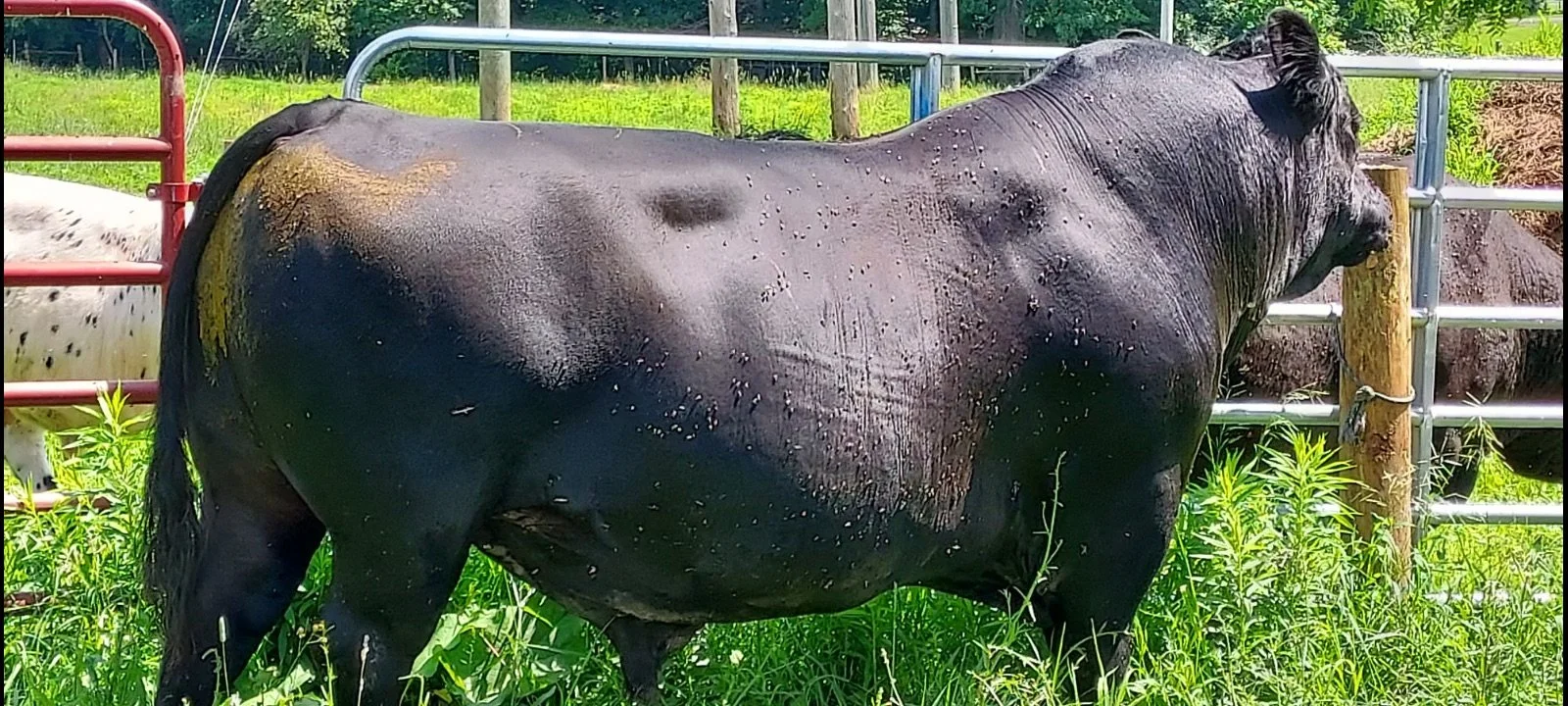 AGF HLF Darktown Strutter
