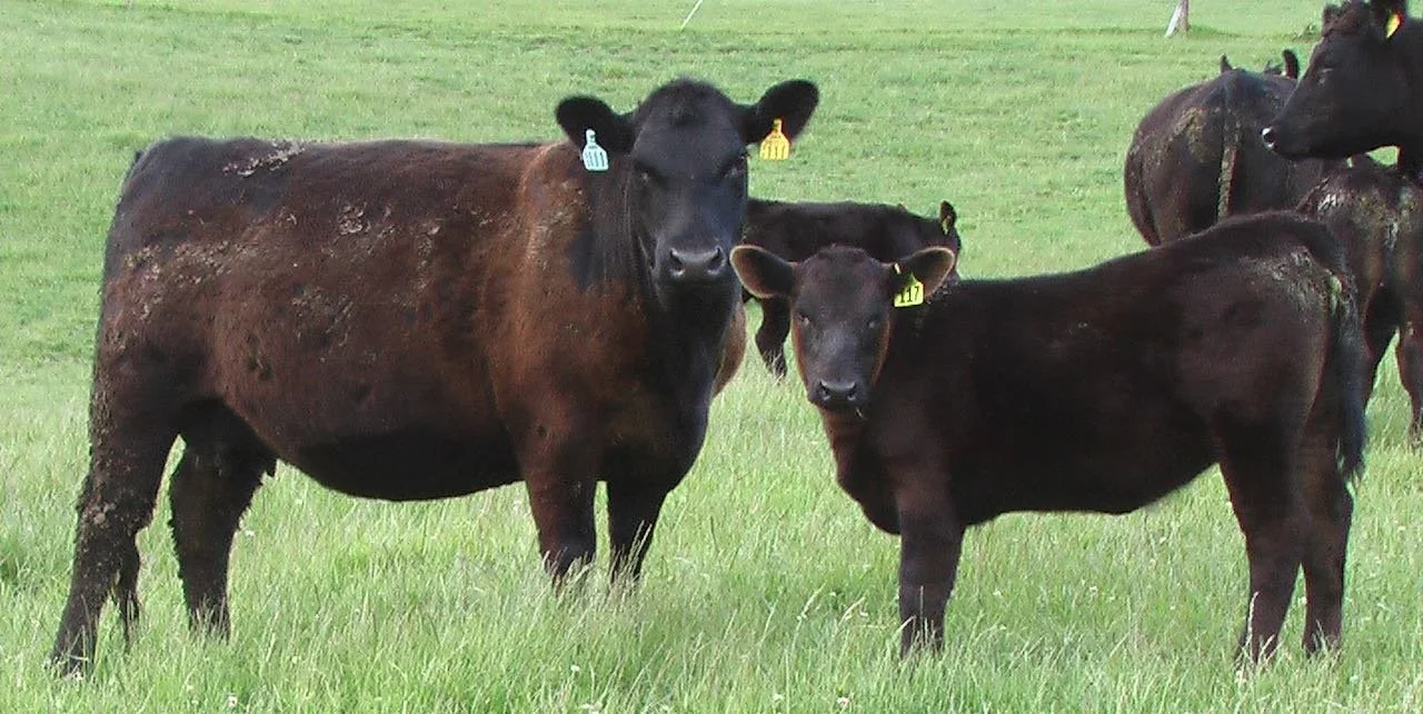 Dam with 64/10 as first calf cow