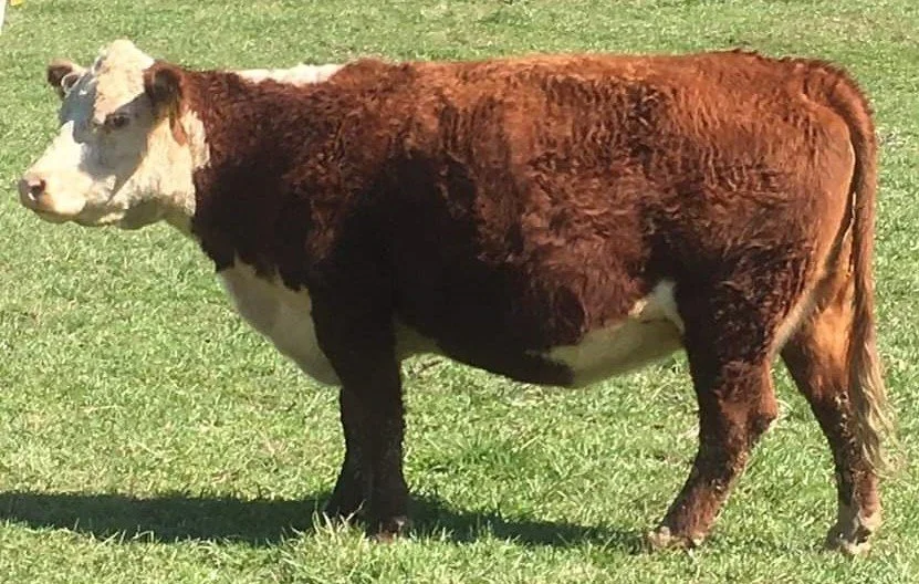Dam of HV682